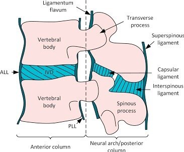 Why does everyone always talk about the disc? Because it&rsquo;s important
&bull;
While imaging may not correlate herniation (or some other issue) perfectly with pain, it is an important structure to consider for function
&bull;
Why? Passive segmenta