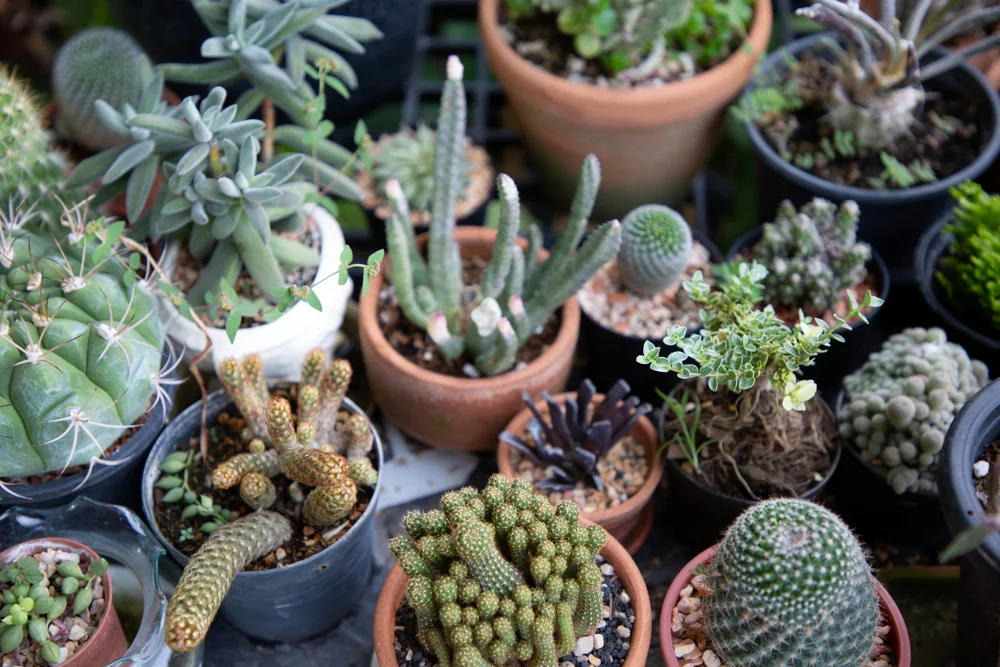 Drought Tolerant Landscaping In Burbank, CA (Free Estimate) | Novel
