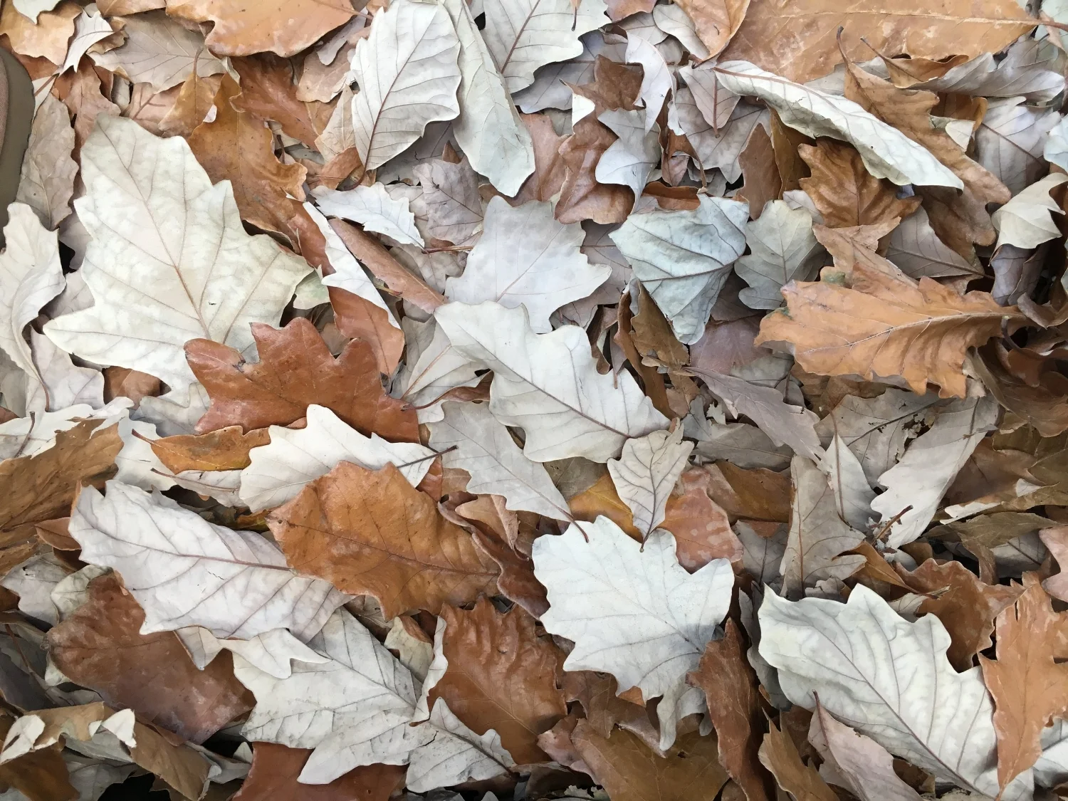 The lesson in leaves