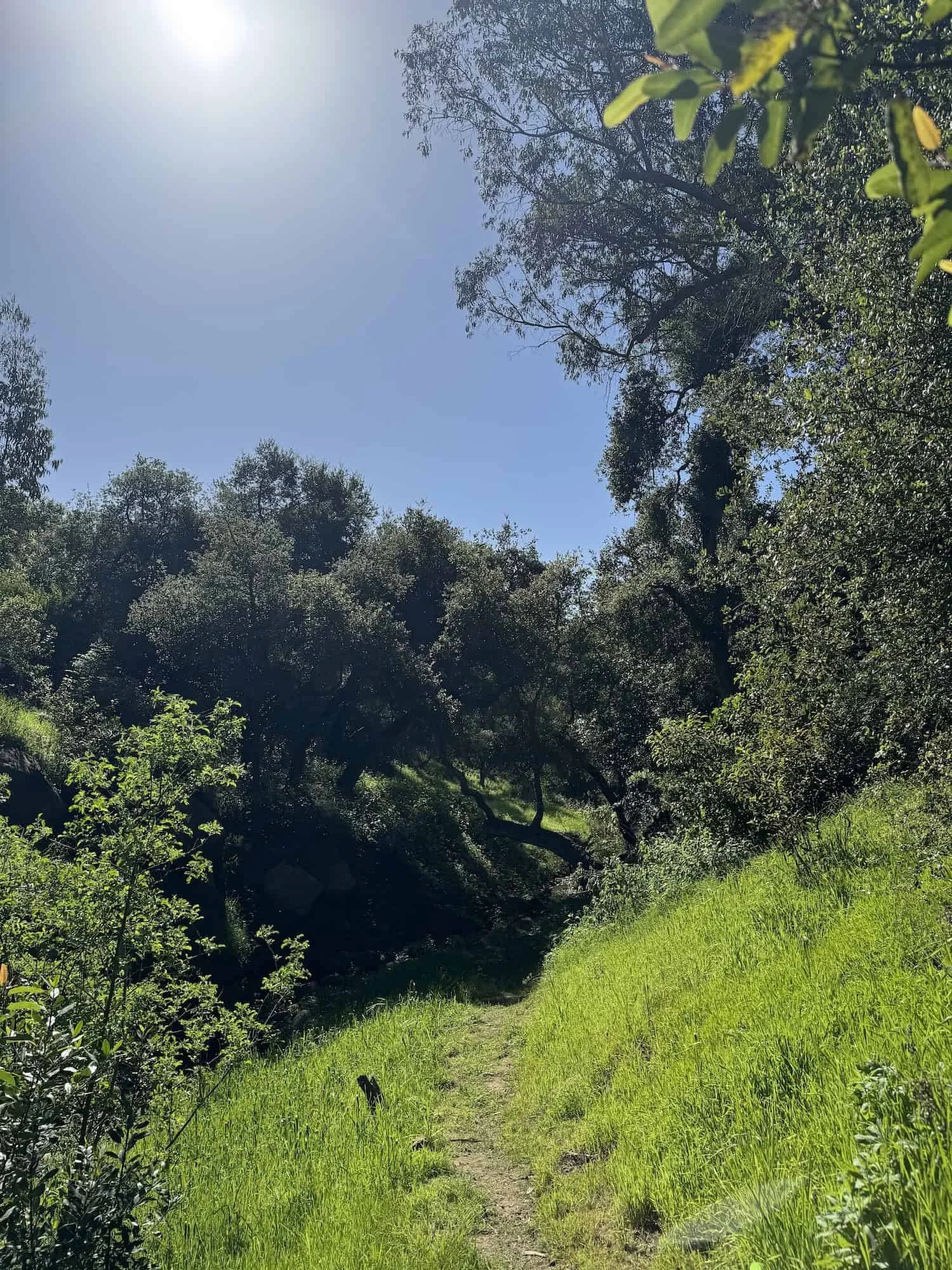 A sun-dappled hiking trail winding through a lush green forest in Santa Barbara, used for mindful nature walks during the Mother's Day retreat