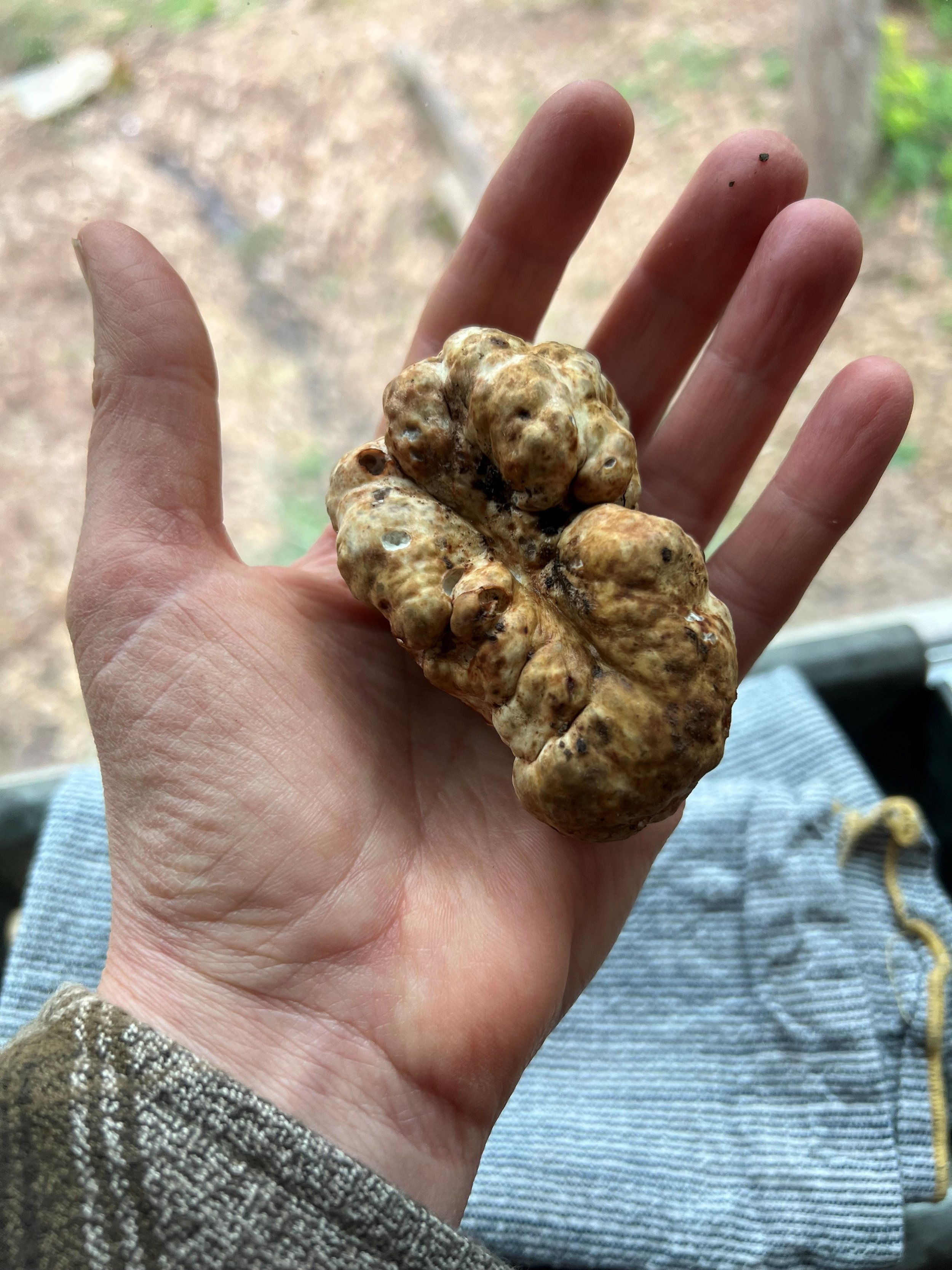 big white truffle.jpg