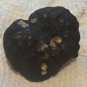 Oregon+black+truffle.png