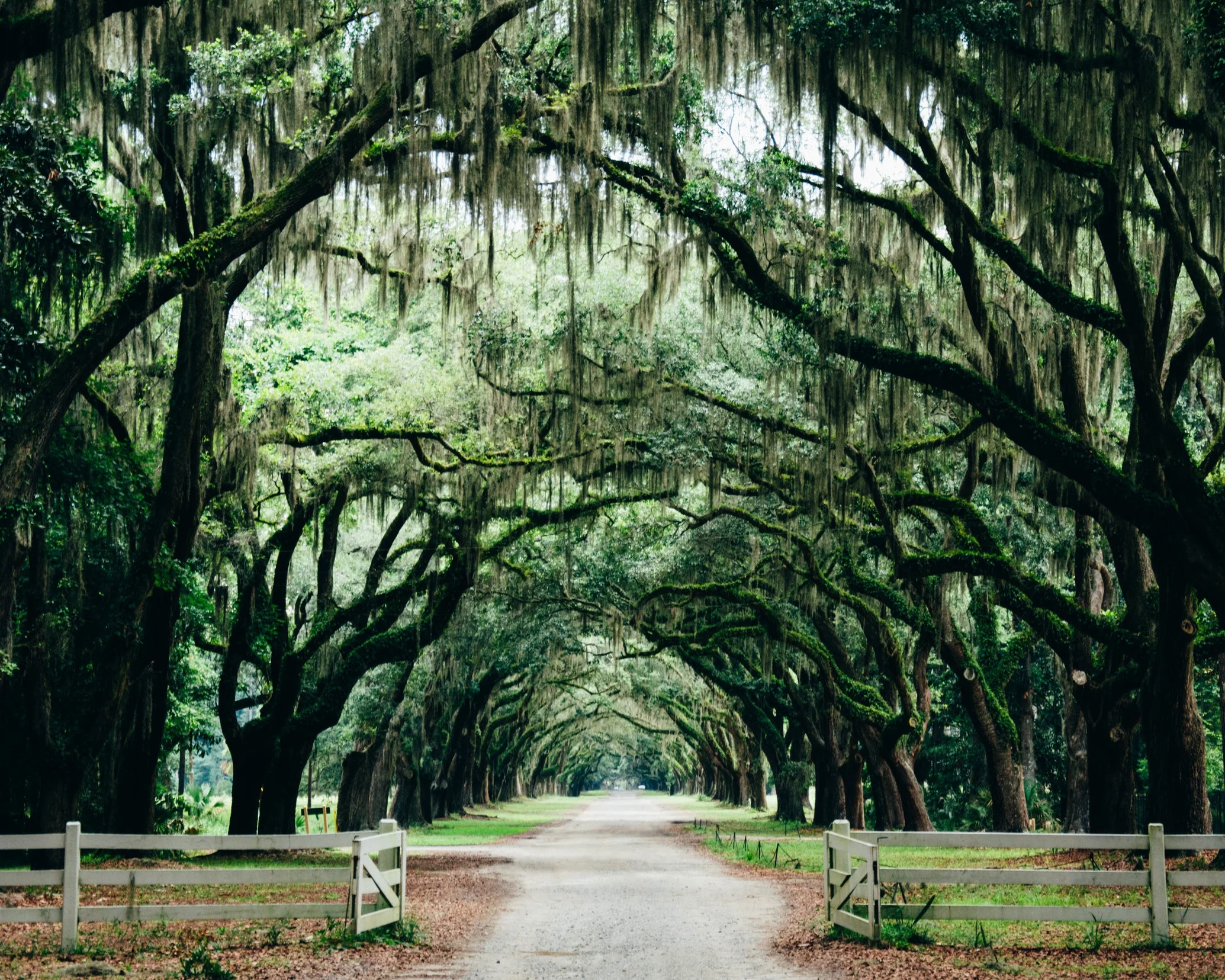 What New Southern Gothic Means to Me