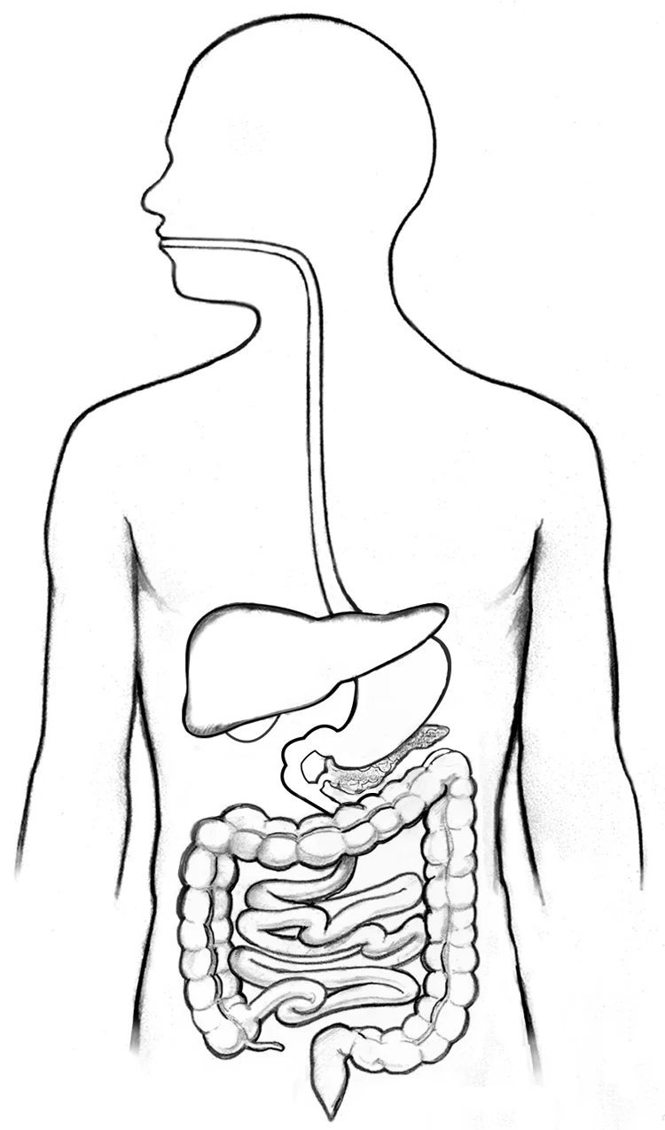 Breaking Down Digestion