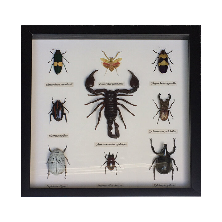 Rare Insects Display 