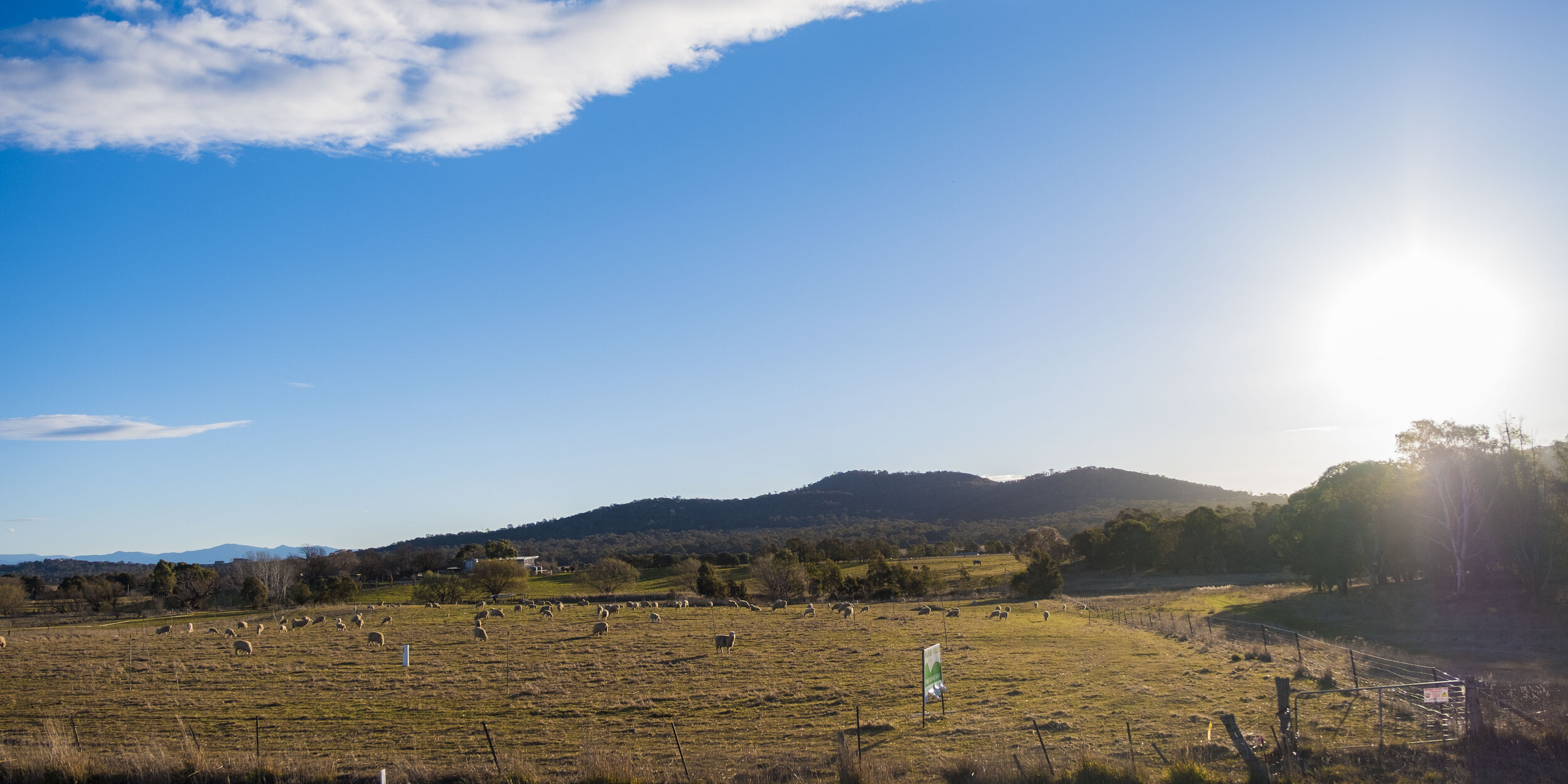 From Paddock to Plate – The Story Behind Majura Valley Spring Lamb