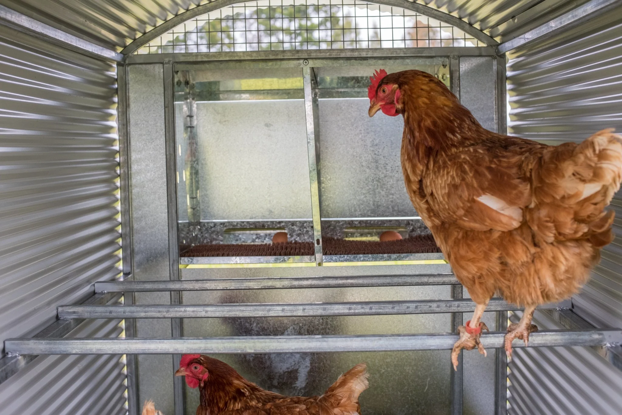 Backyard Chicken Coop — Majura Valley Free Range Eggs
