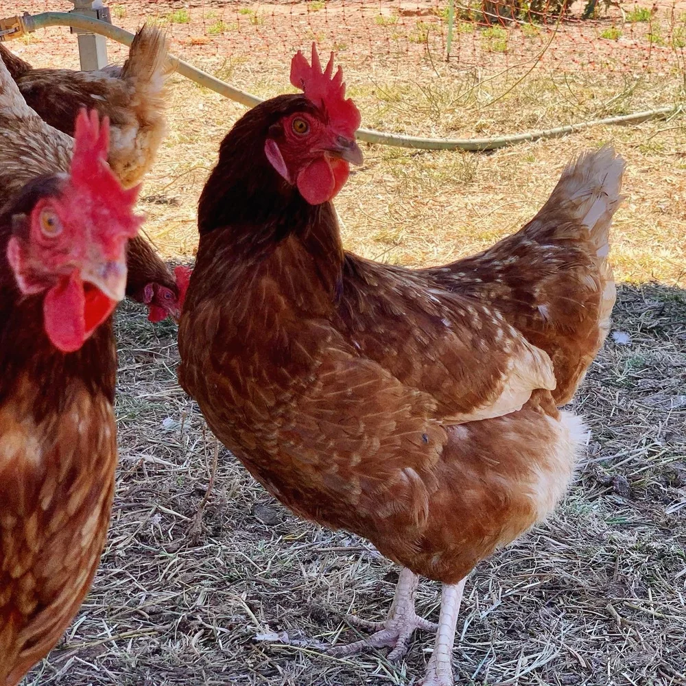 Hyline (Isa Brown) Free Range laying Hens for sale! — Majura Valley Free Range Eggs