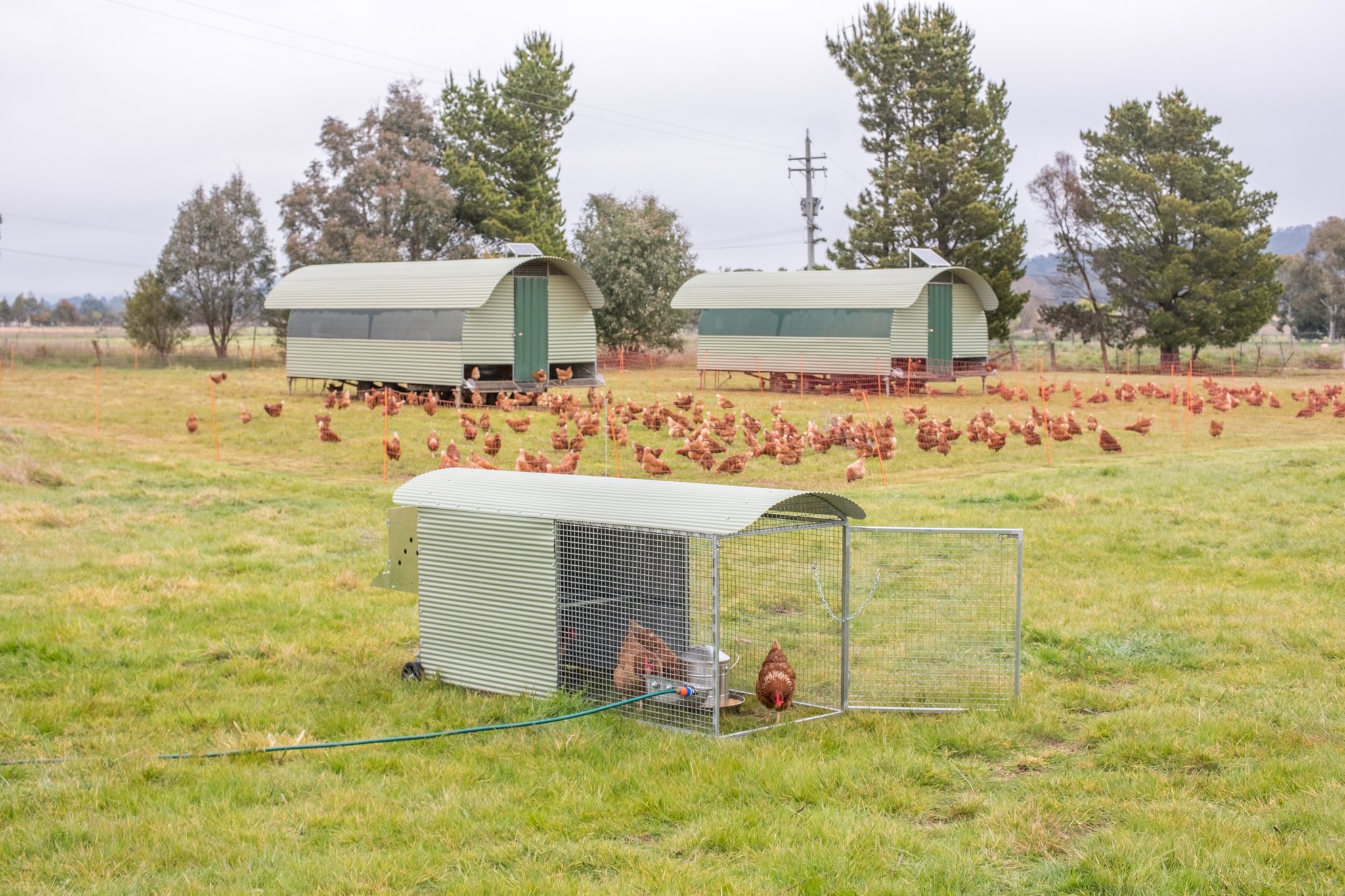 Backyard Chicken Coop — Majura Valley Free Range Eggs