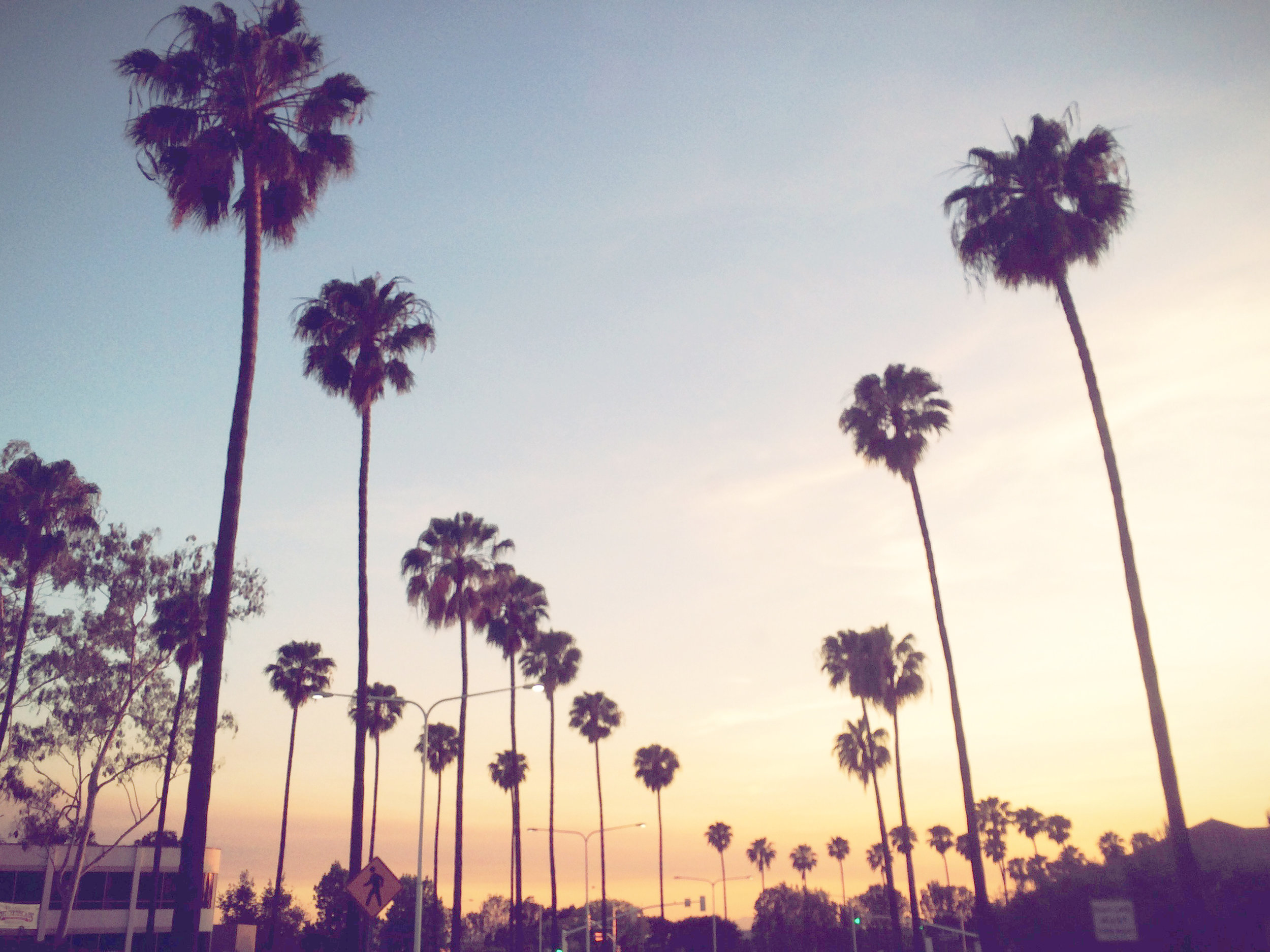 fpo_palm-tree-sunset.jpg