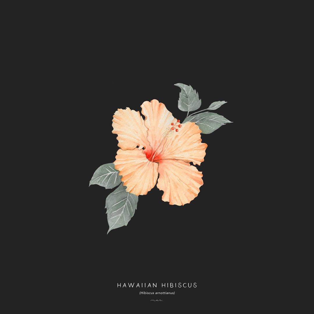 Hawaiian-hibiscus_black.jpg