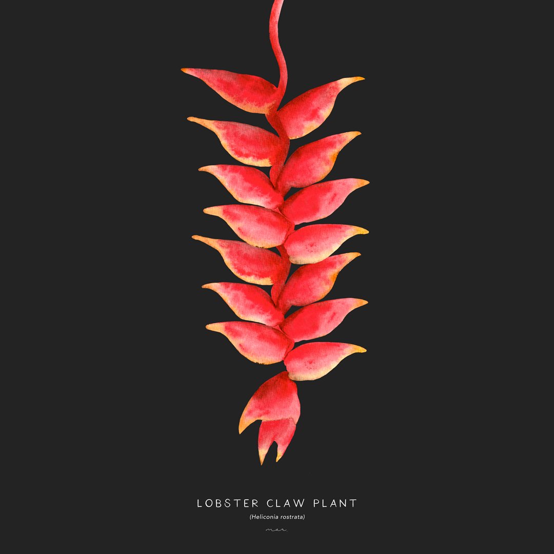 Lobster-claw-Plant_black.jpg