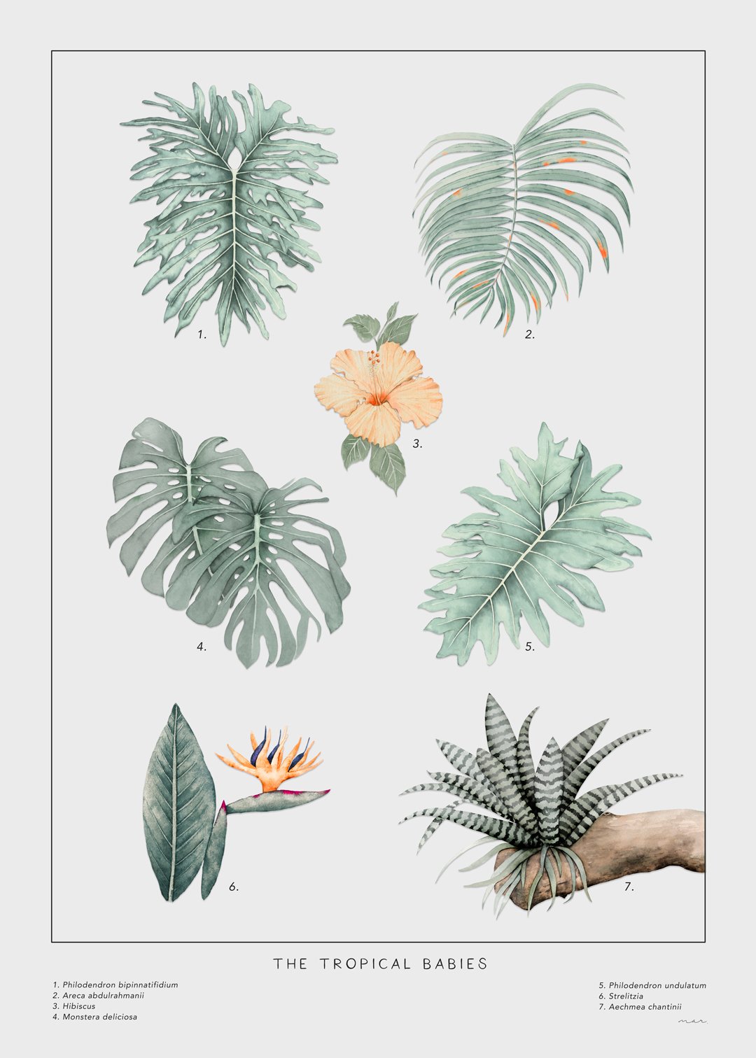 Botanical-Poster_offwhite.jpg
