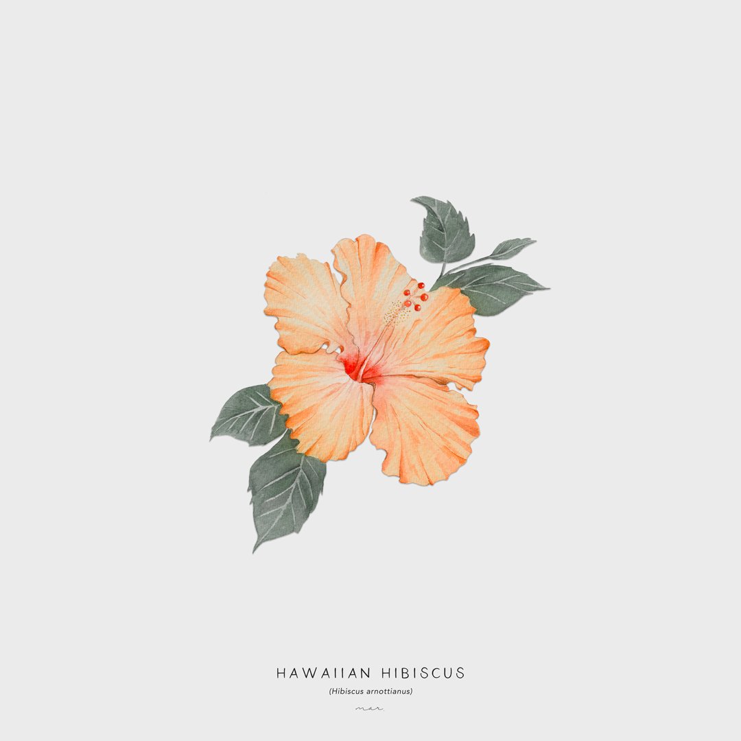 Hawaiian-hibiscus_offwhite.jpg