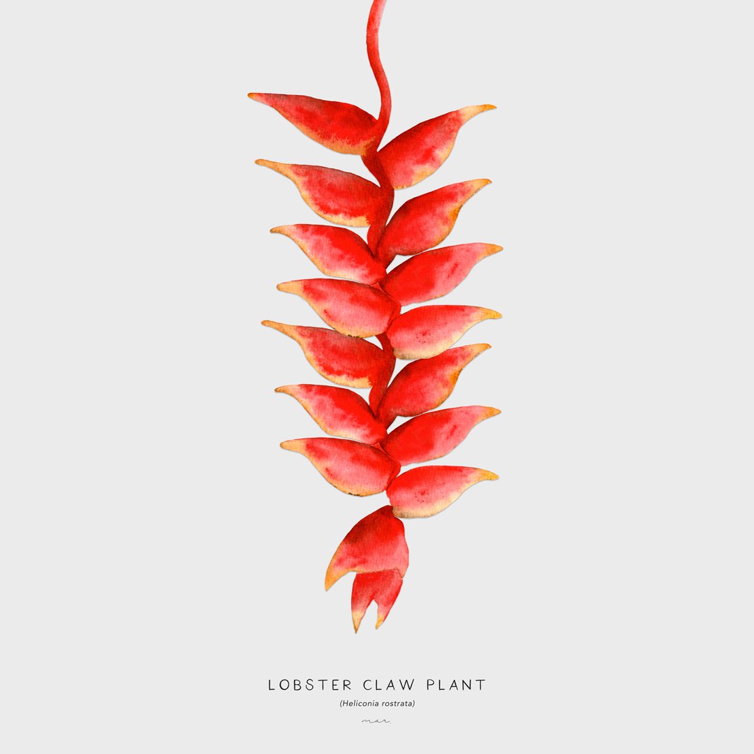 Lobster-claw-Plant-Off-White.jpg