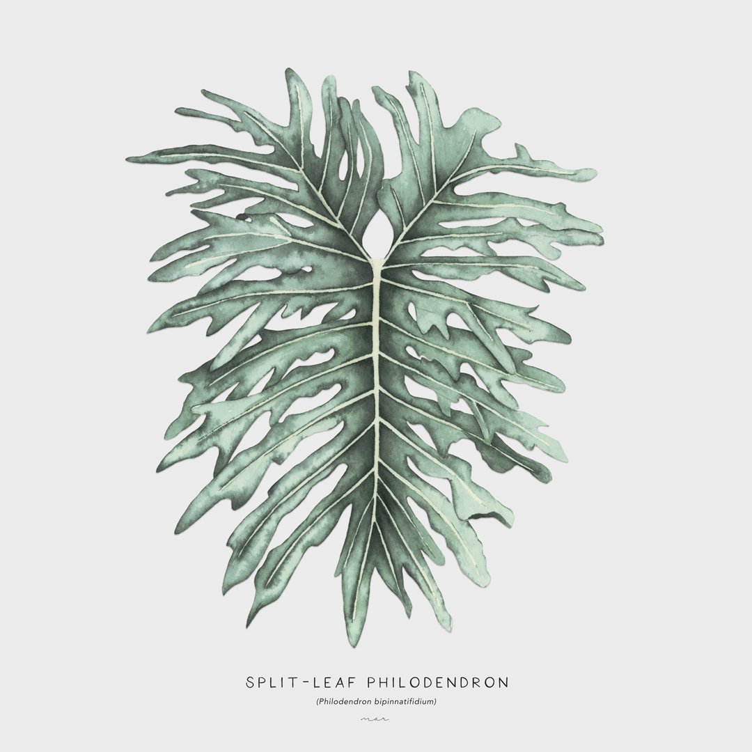 Split-leaf-Off-white.jpg