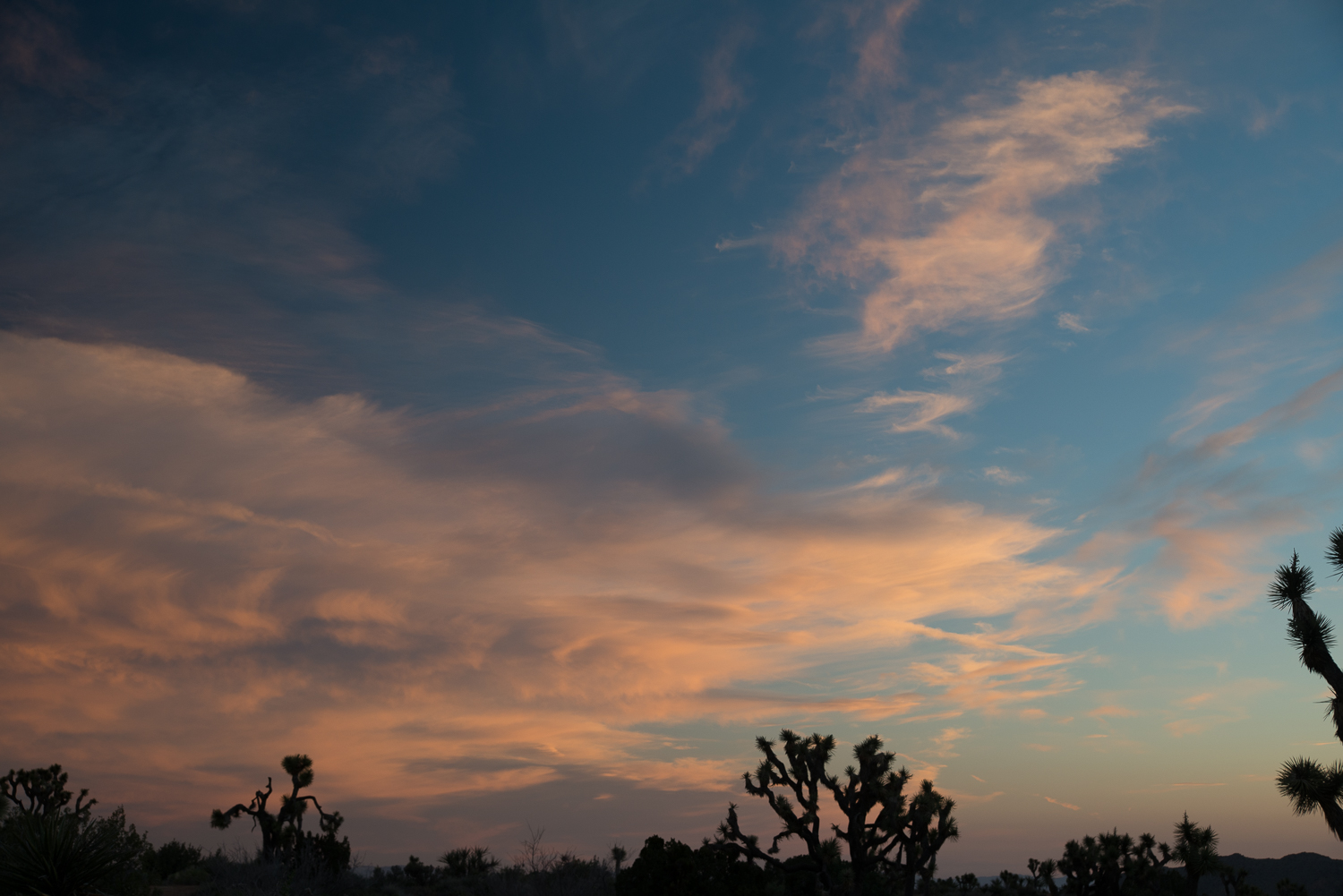 JOshuaTreeWeb-4.jpg