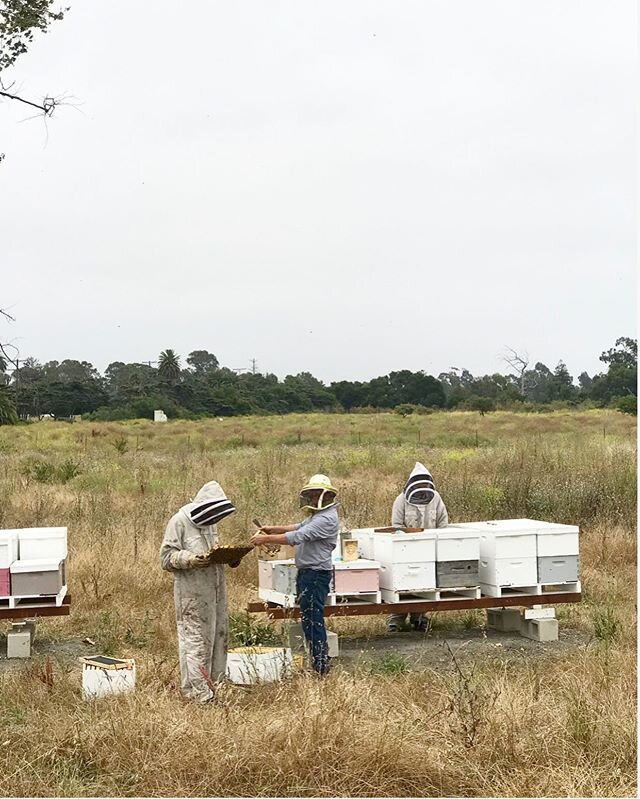 Bee keeping🐝🐝🐝🐝🐝🐝@dos_pueblos_orchid_farm with @santa_barbara_hives @barnabydraper @ashleyfarrelllandscape
.
.
.
.
#beekeeping #beekeeper #bees #savethebees #bee #farmlife #beekeeperslife #honey #mindingmyownbeeswax #localhoney #homesteading #o