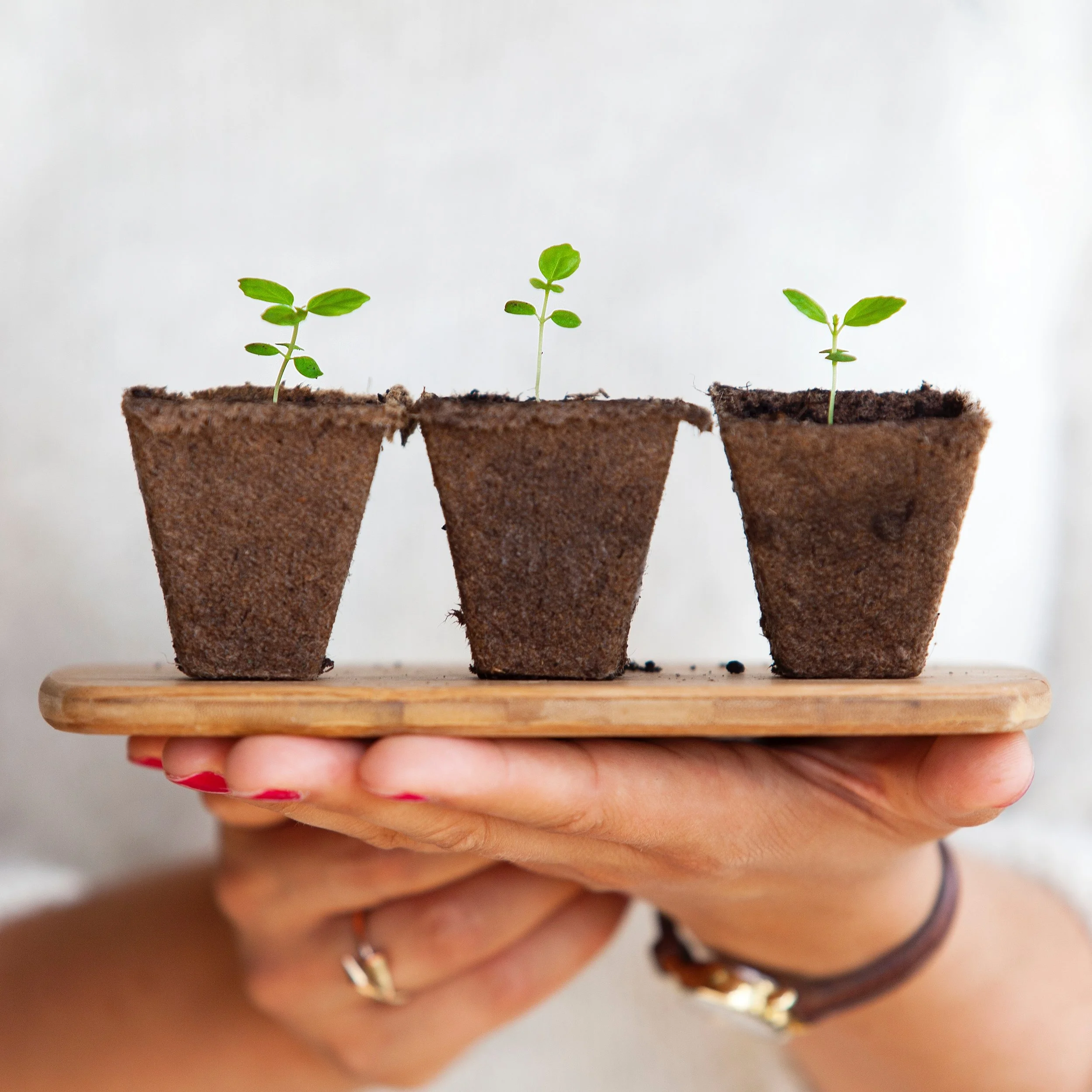 Planting The Seed