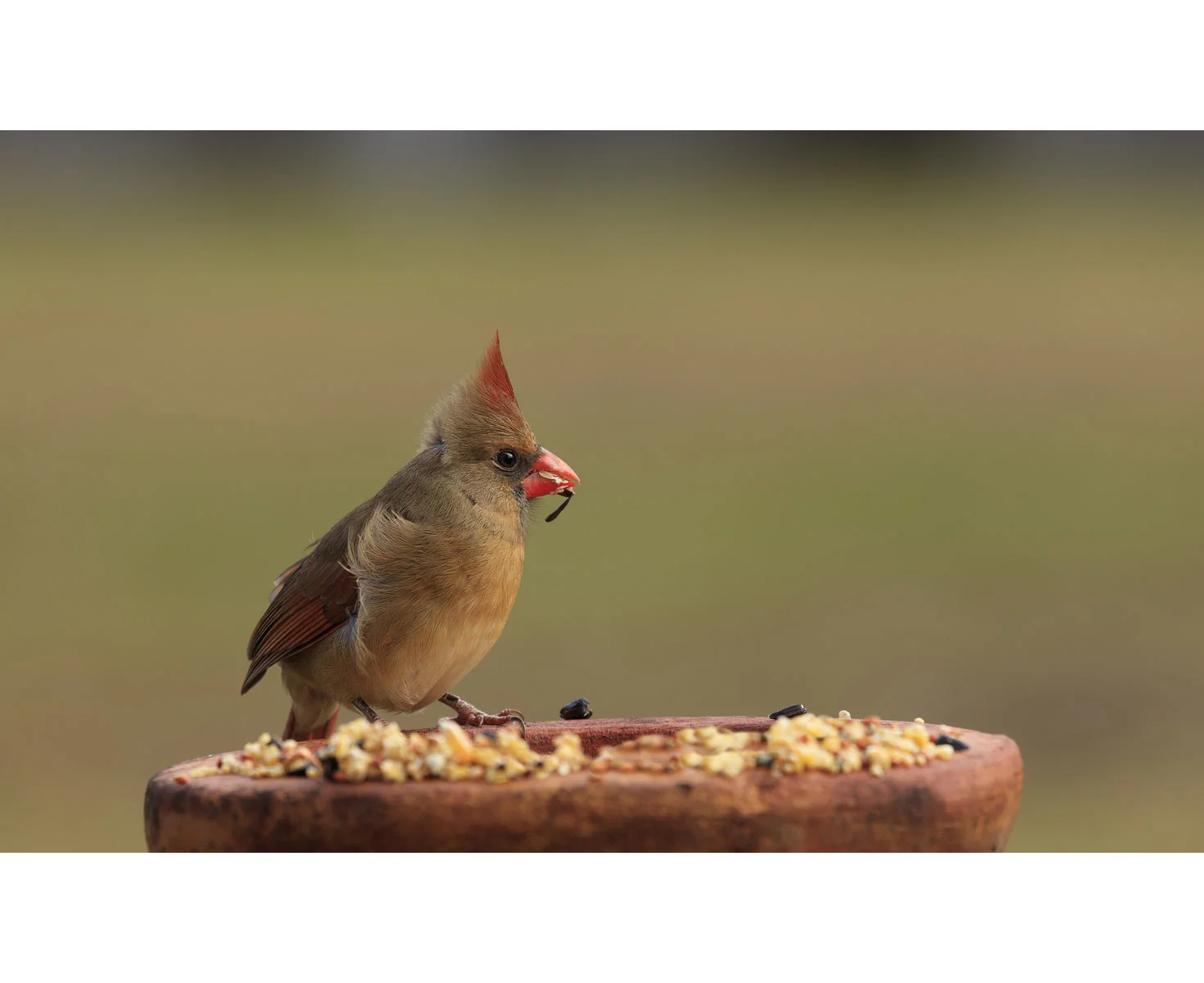 wild bird seed store near me
