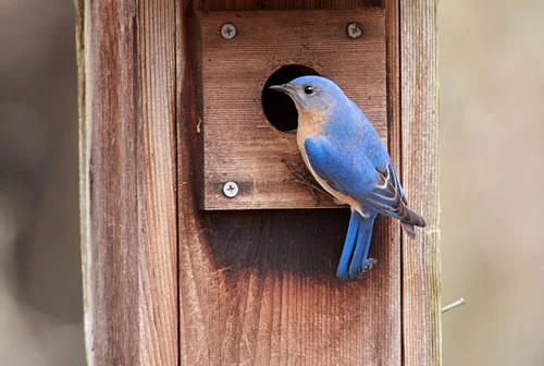 Male Eastern Bluebird