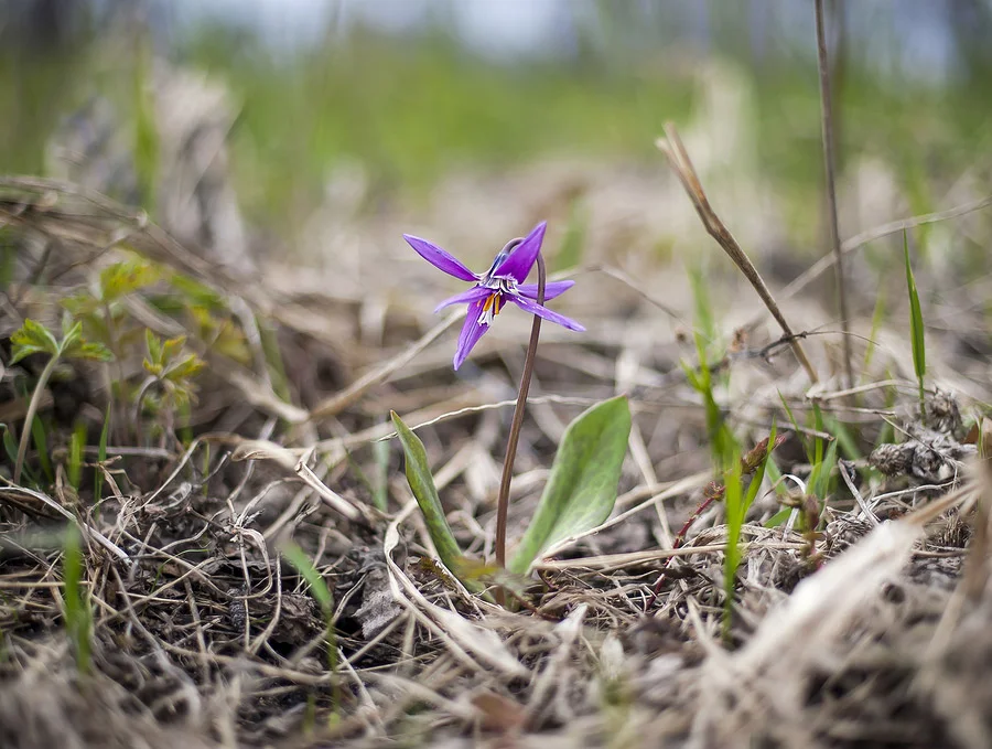 Dog-tooth violet