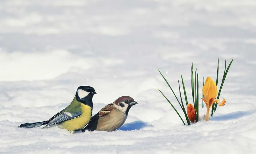Signs of spring