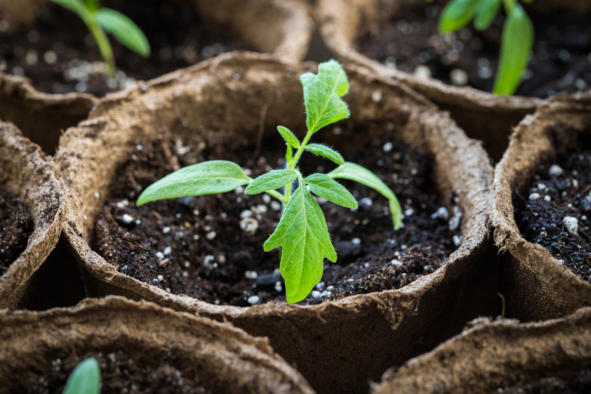 Tomato seedling