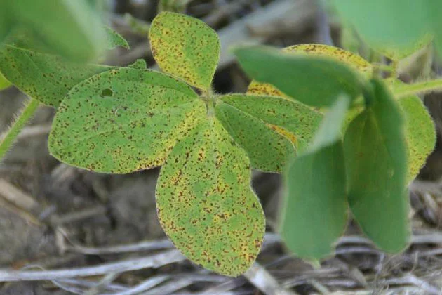 Leaf spot