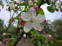 apple-blossom