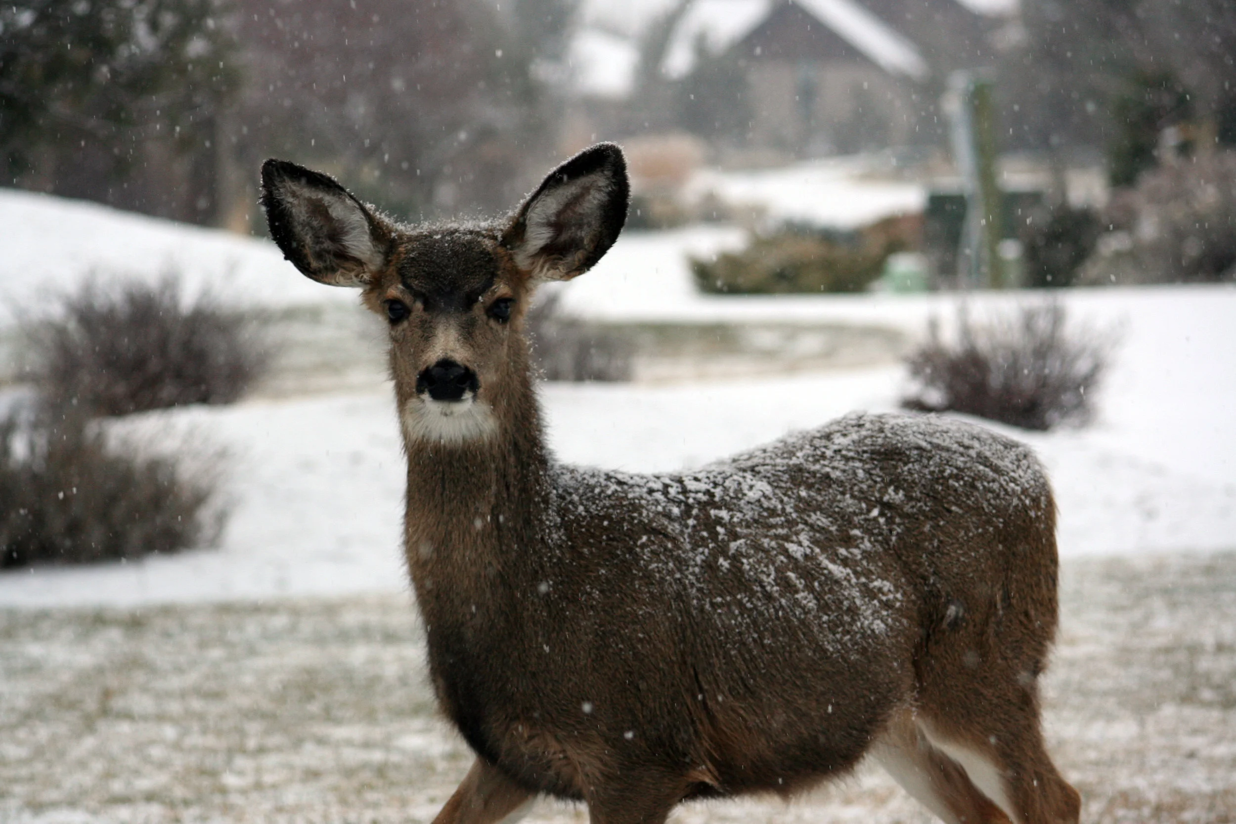 Feeding Deer in the Winter