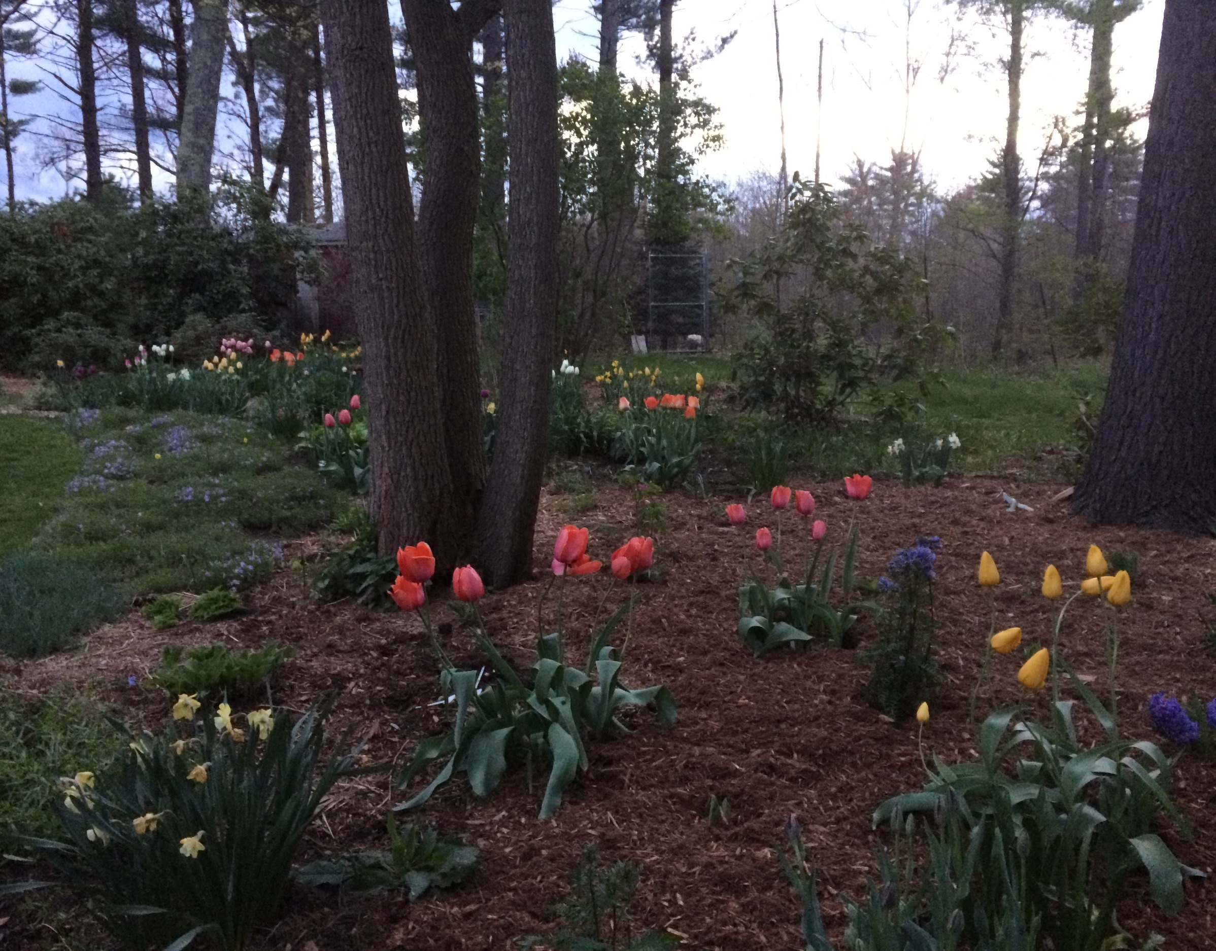 A nicely mulched garden not only looks great, but saves you work by helping to suppress weeds and conserves water.