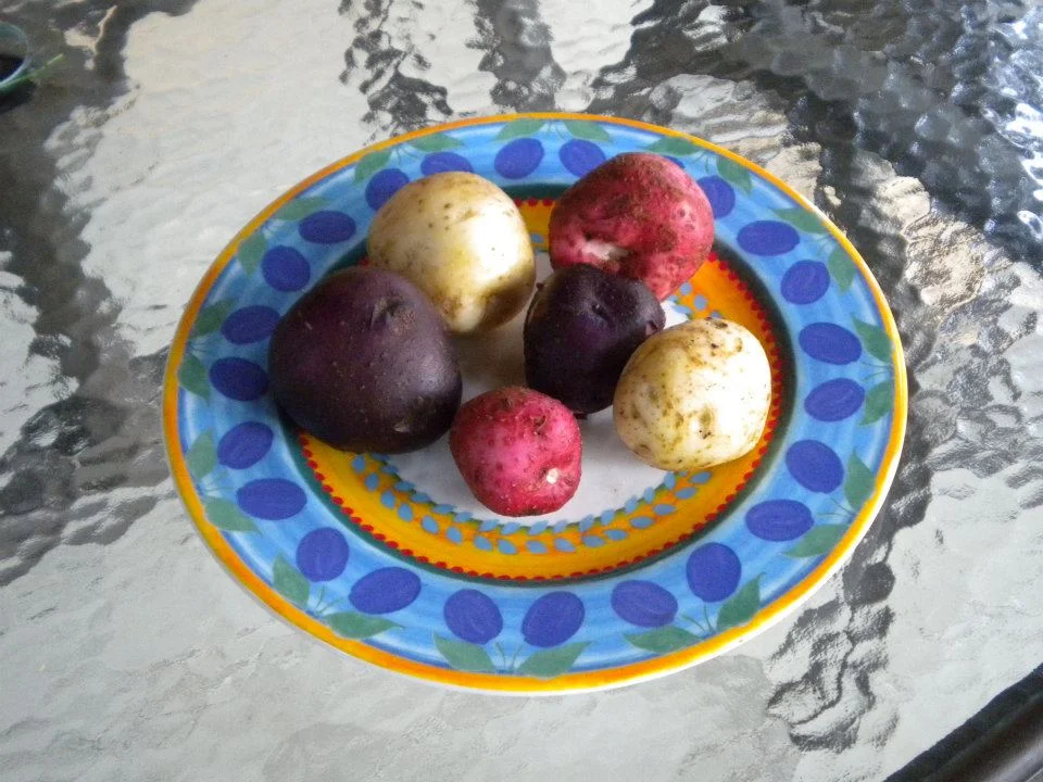 Our very own potatoes! Nothing can beat the taste. We carry classic varieties and the more unusual—Adirondack Blue and Androndiac Red!