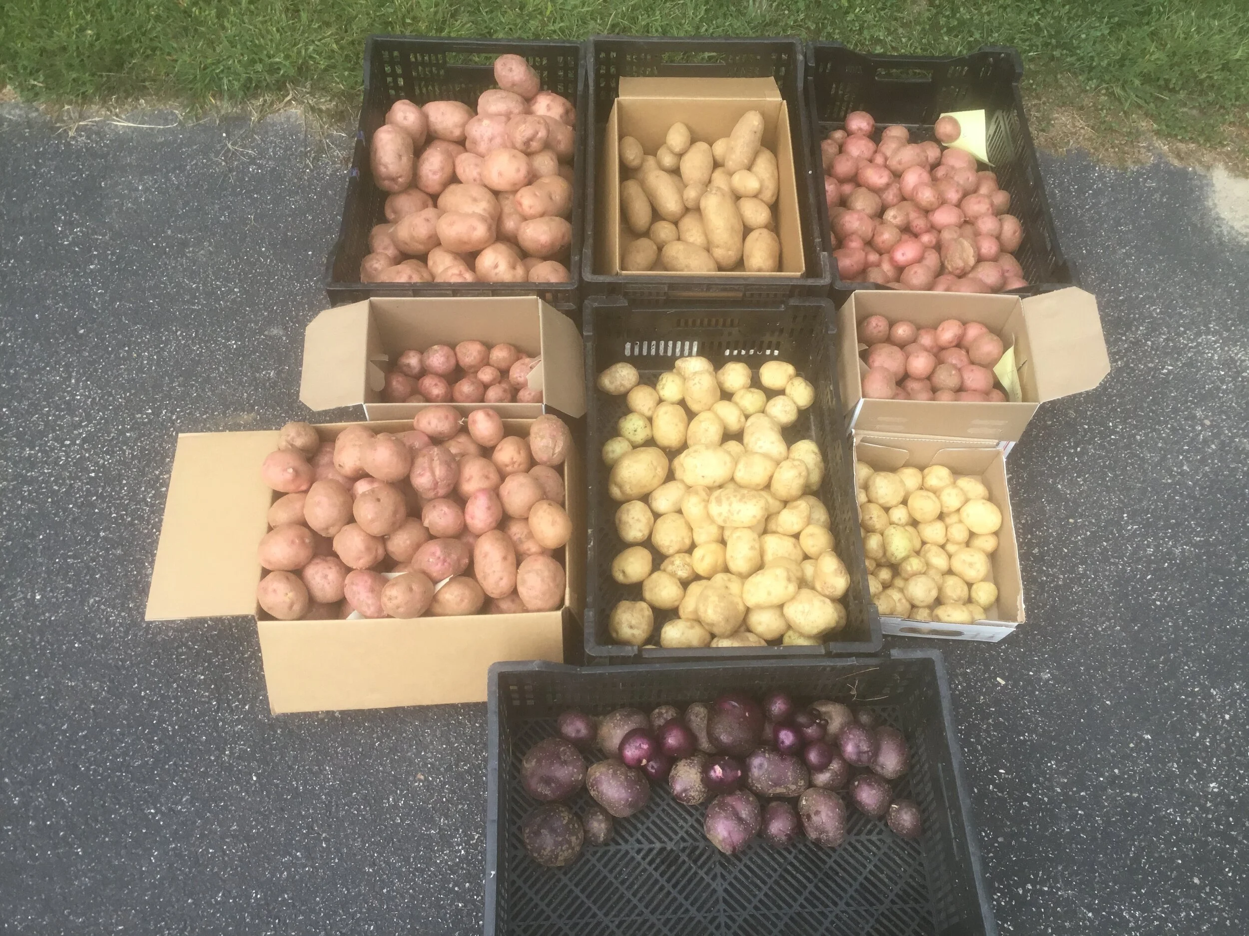 How We Grow Field-Grown Potatoes
