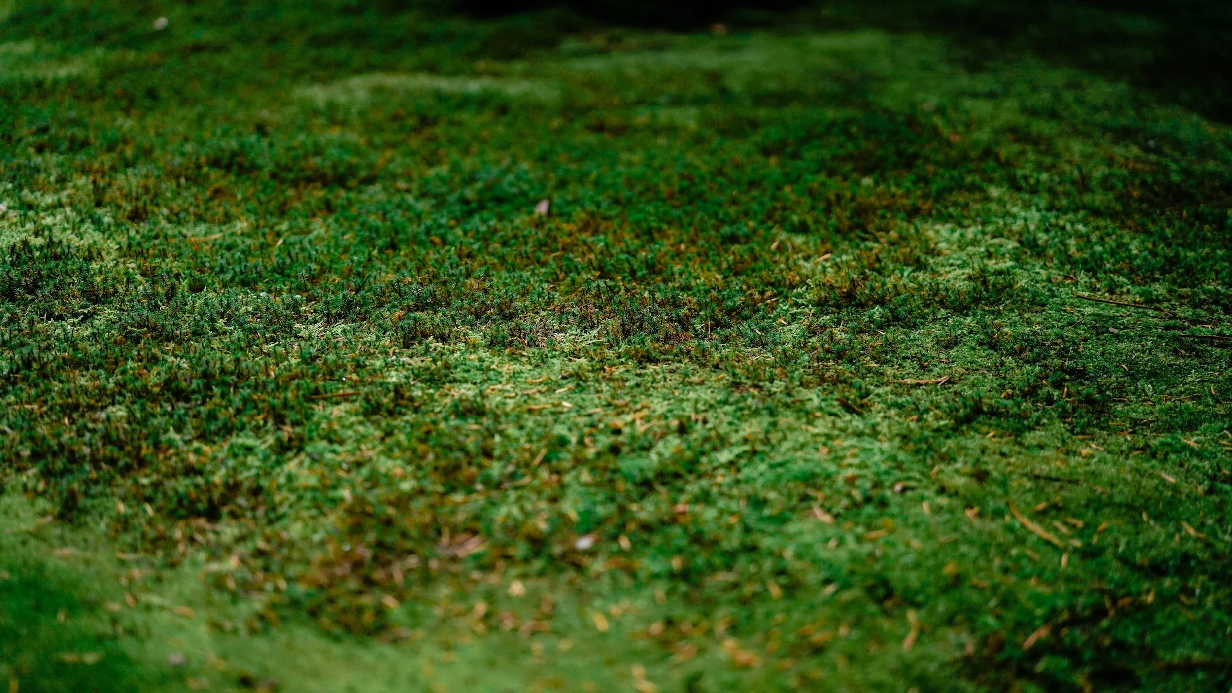 Moss Control in Lawns 