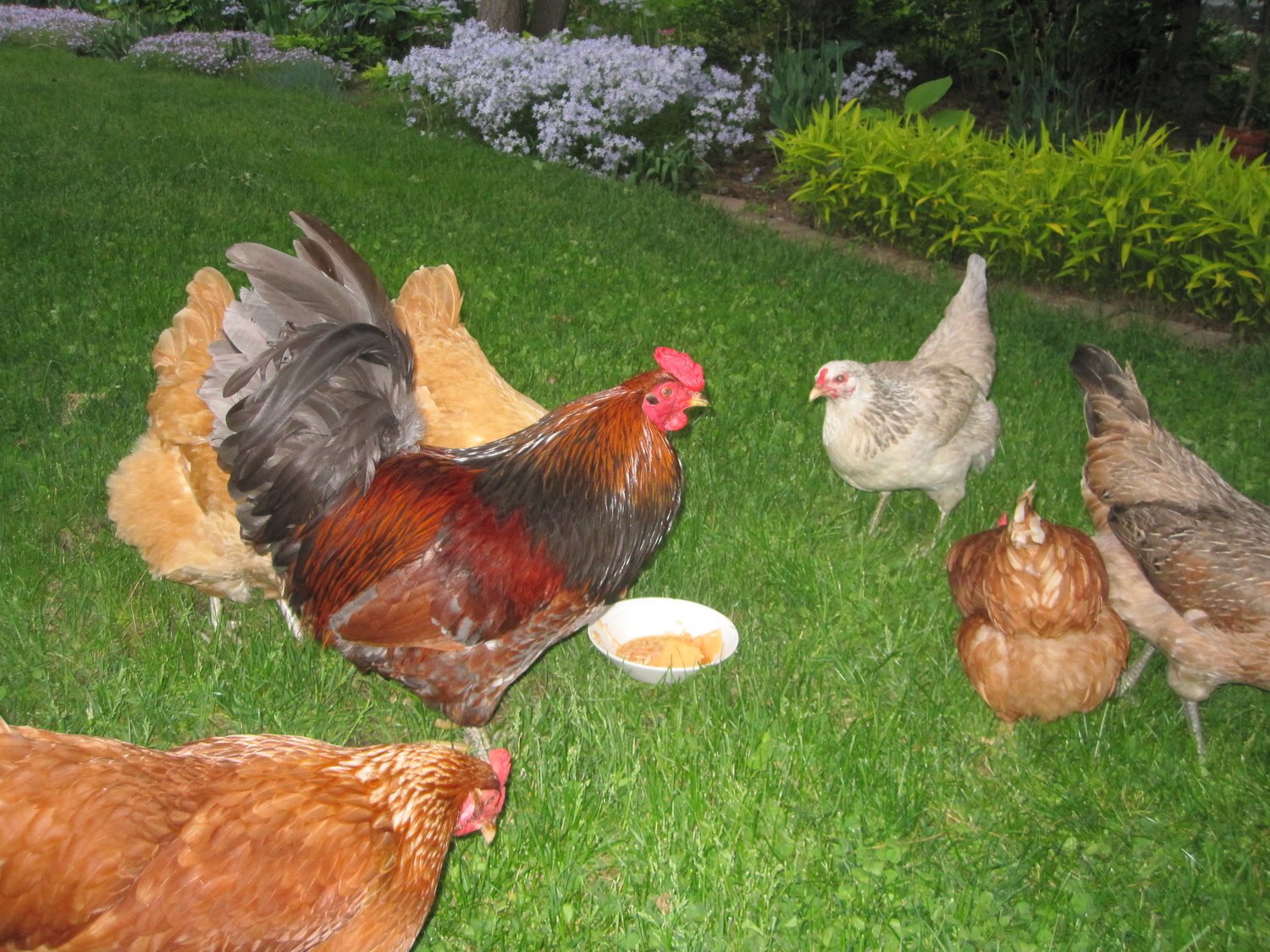2025 Backyard Chicken Seminar