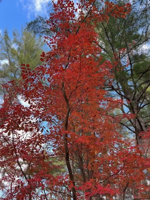 November 2025 Musings