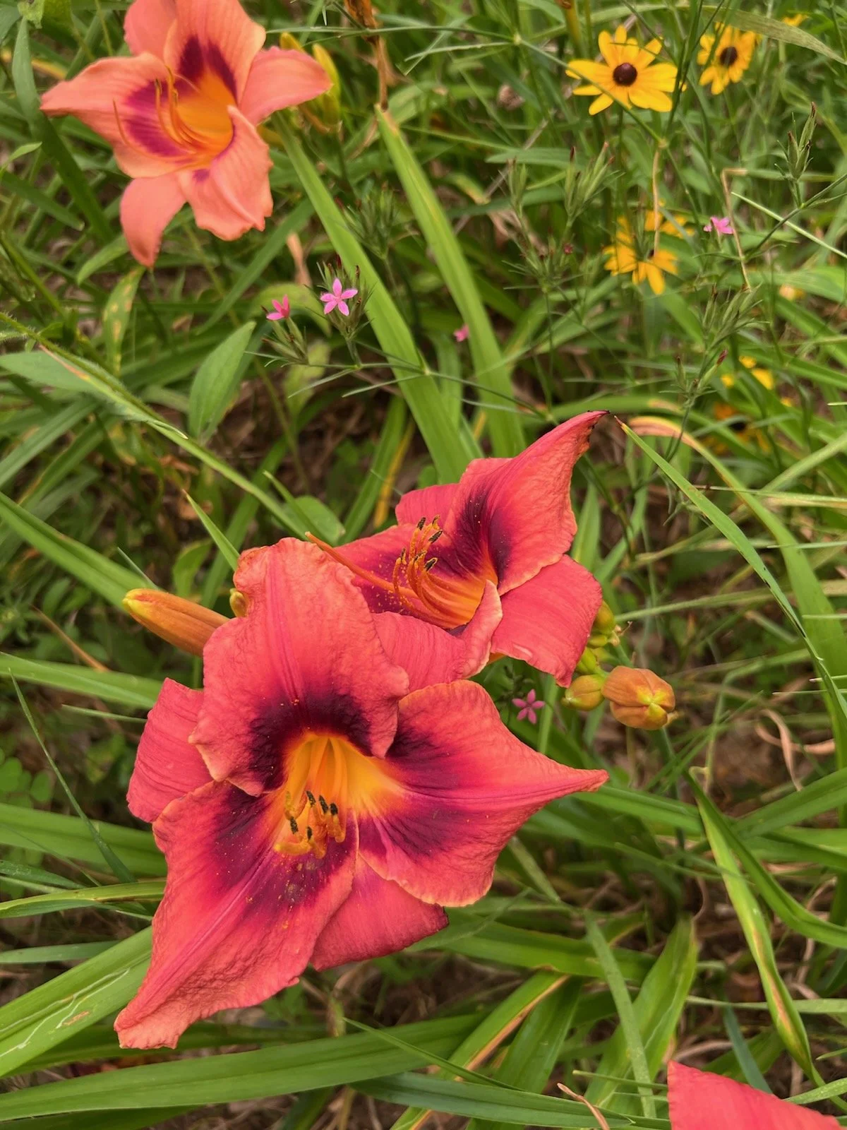 July Musings 2026