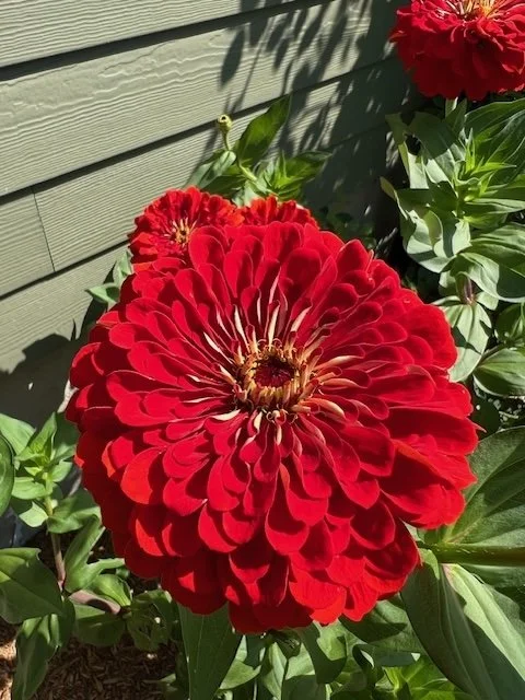 August Musings 2026