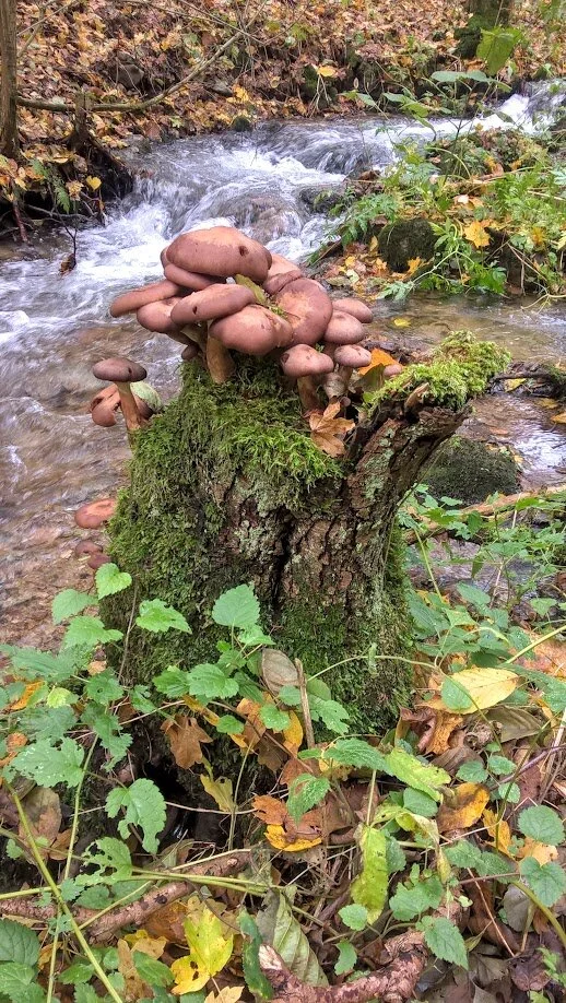 River Bank Clinic - October 2020 Newsletter