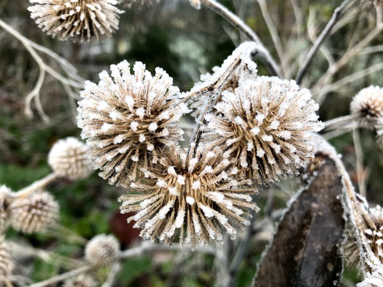 River Bank Clinic - November 2020 Newsletter