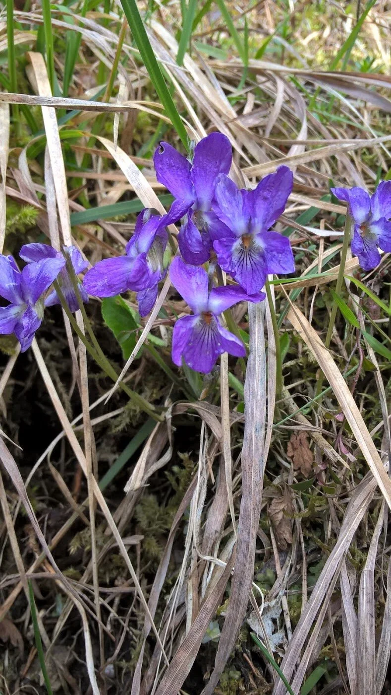 River Bank Clinic - May 2021 Newsletter