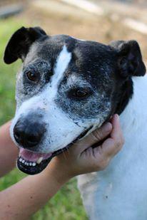 English Pointer & Staffordshire Bull Terrier Mix