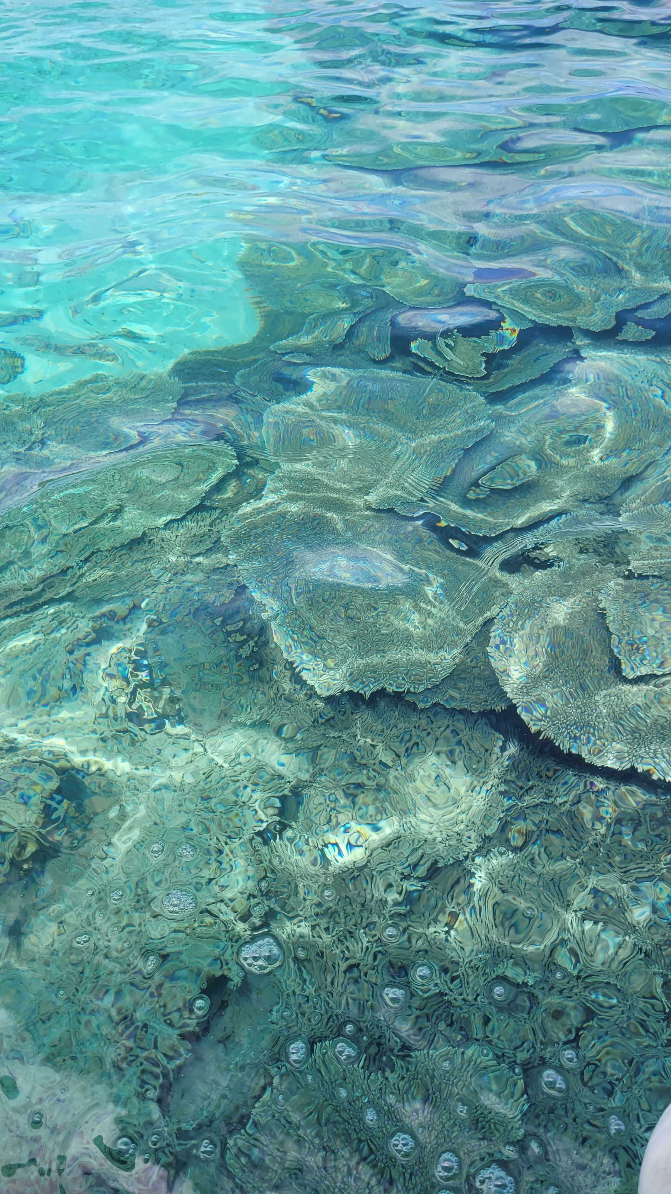 Corals in the marine park