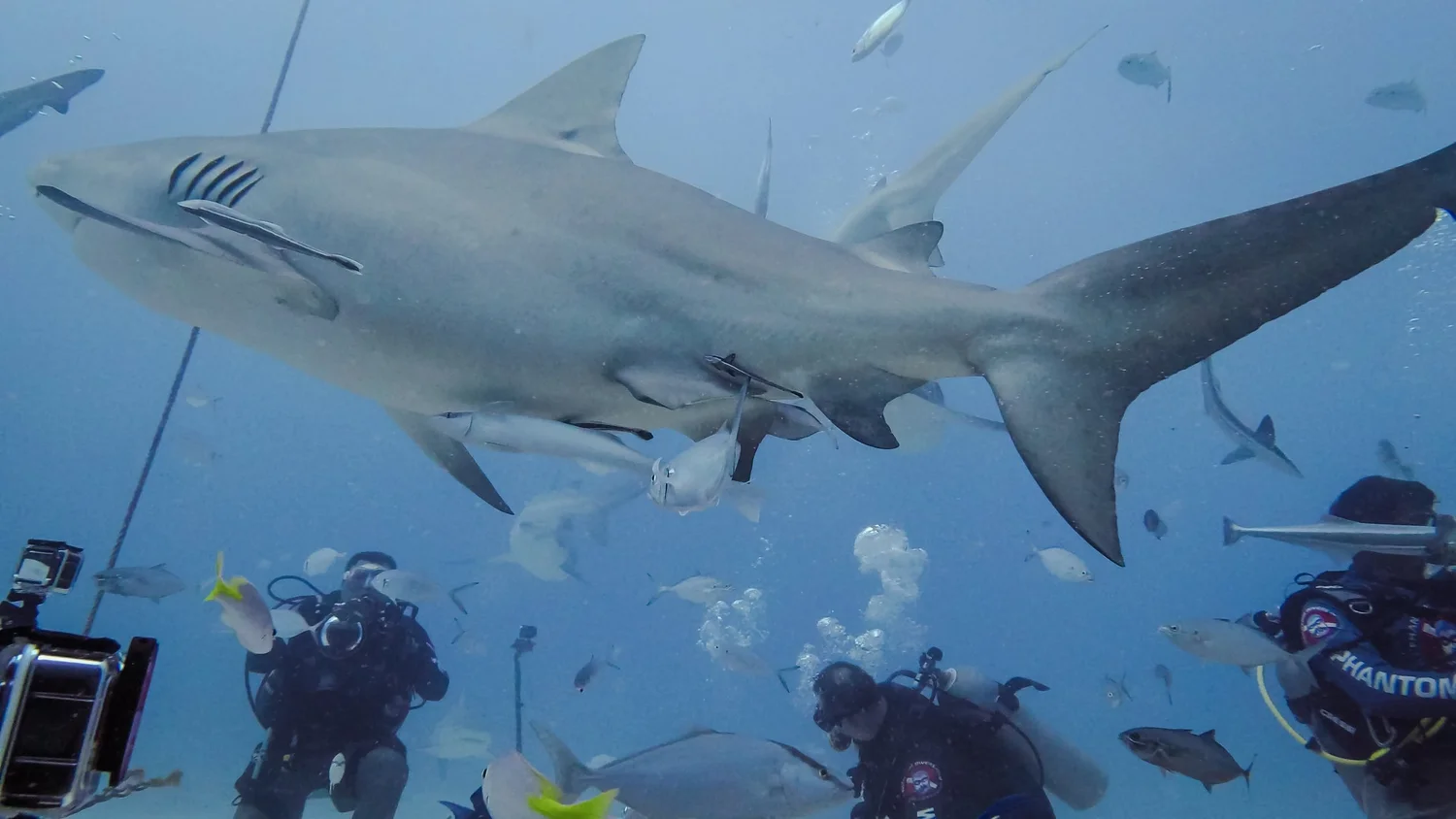 Where To Dive With Bull Sharks In Playa Del Carmen, Mexico — Hyder Sea ...