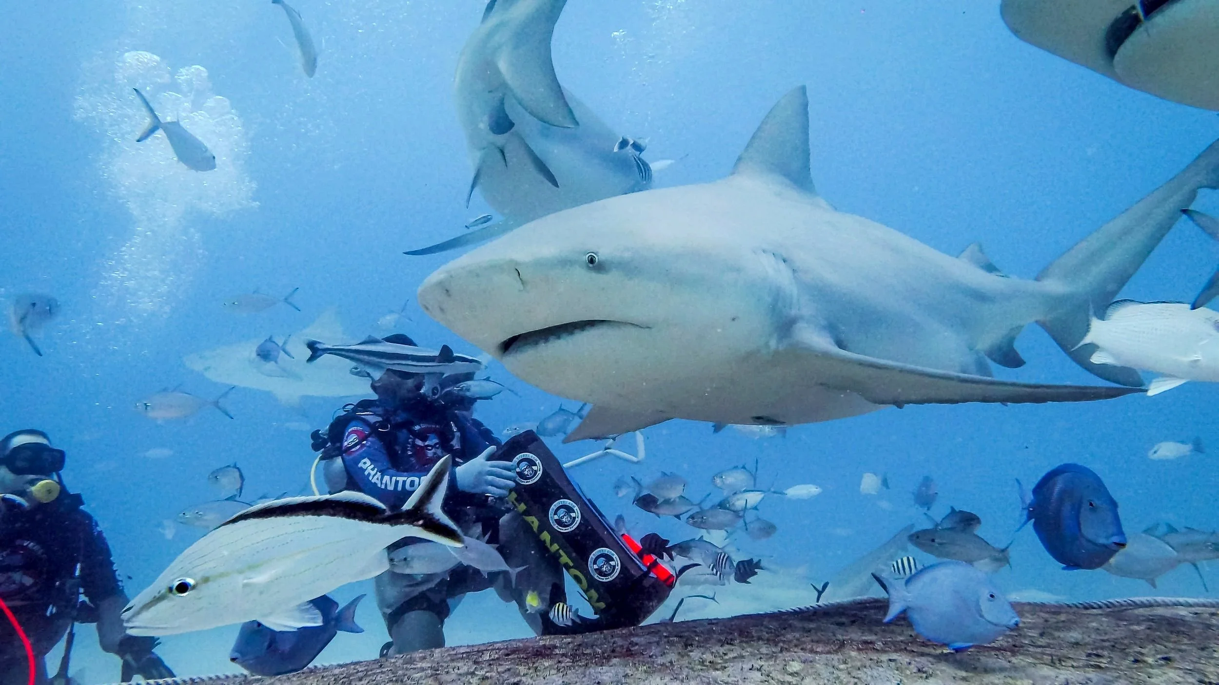Where To Dive With Bull Sharks In Playa Del Carmen, Mexico — Hyder Sea ...