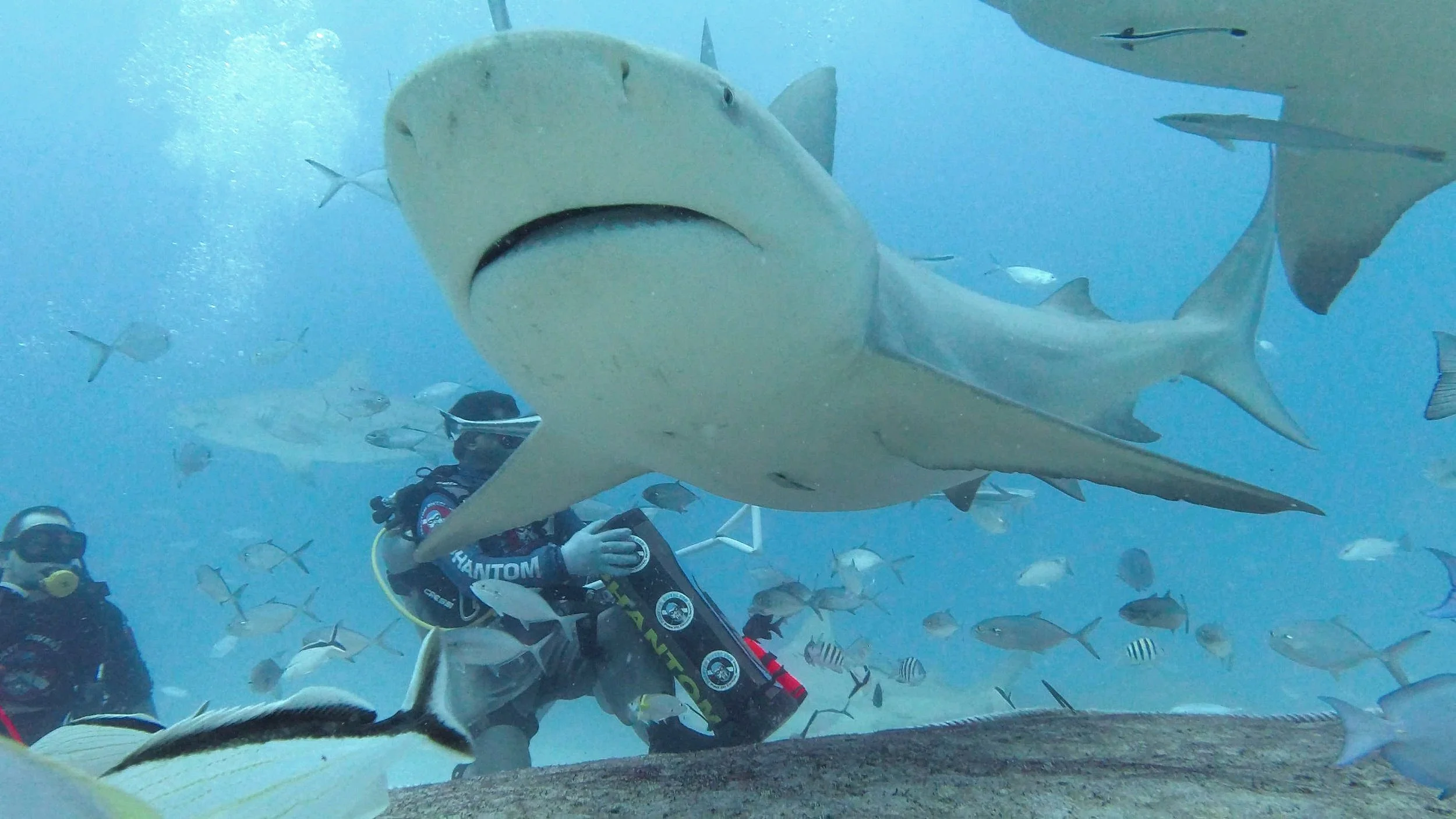 Where To Dive With Bull Sharks In Playa Del Carmen, Mexico — Hyder Sea ...
