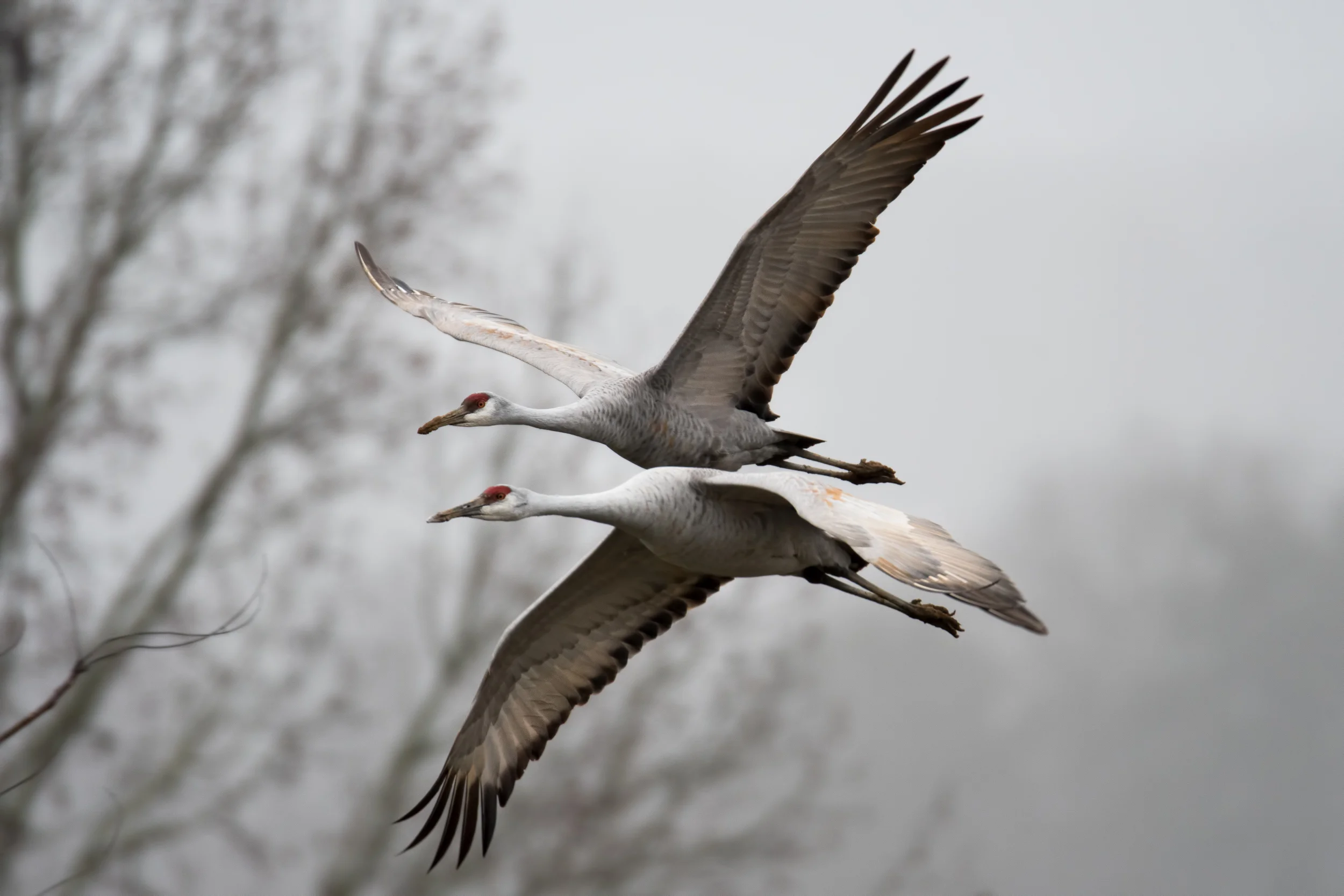 Foggy Flight