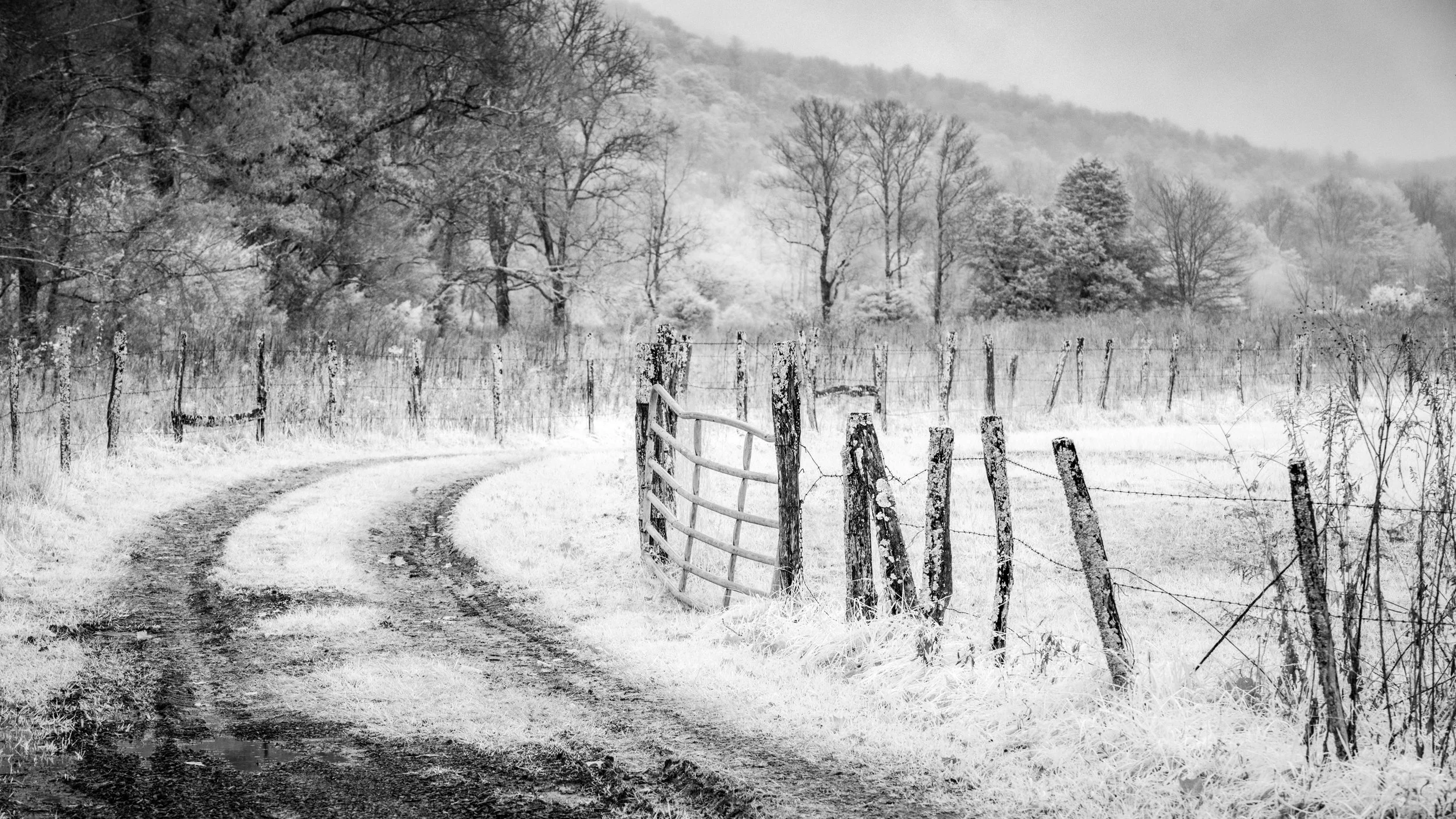 Off of Sparks Lane, B&W Infrared.