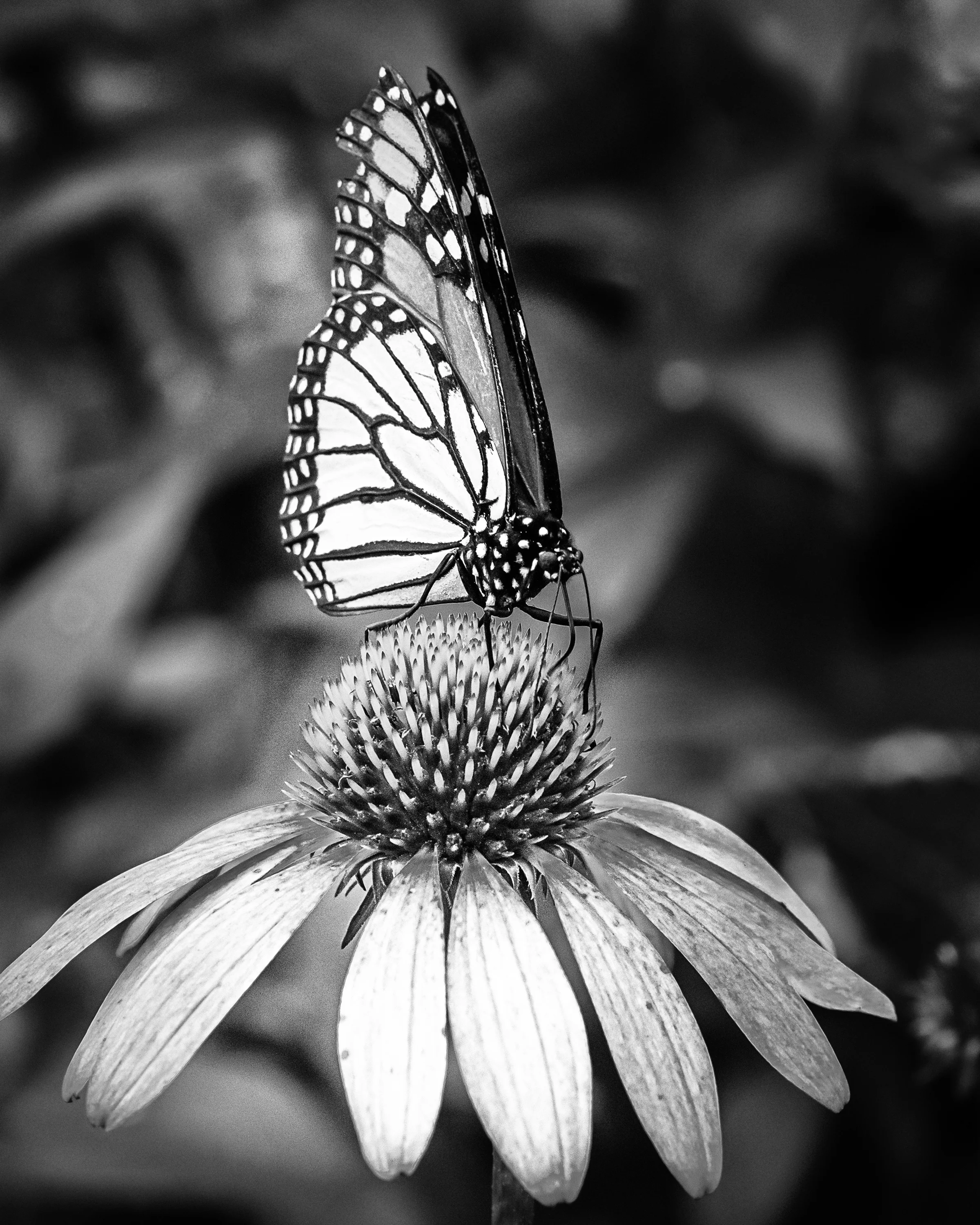 Black and White conversion.